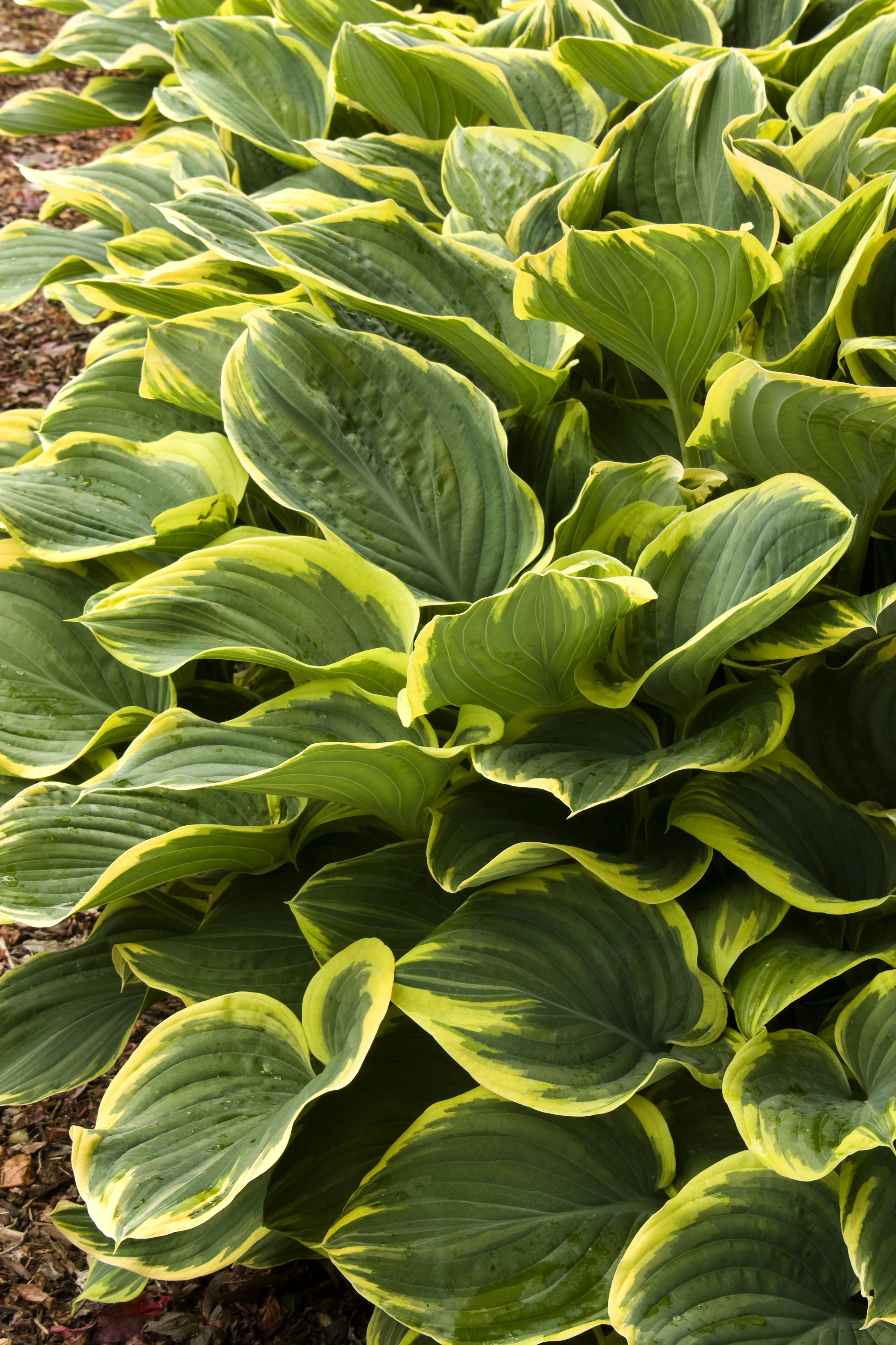 Sagae Hosta 2 Sagae Hosta