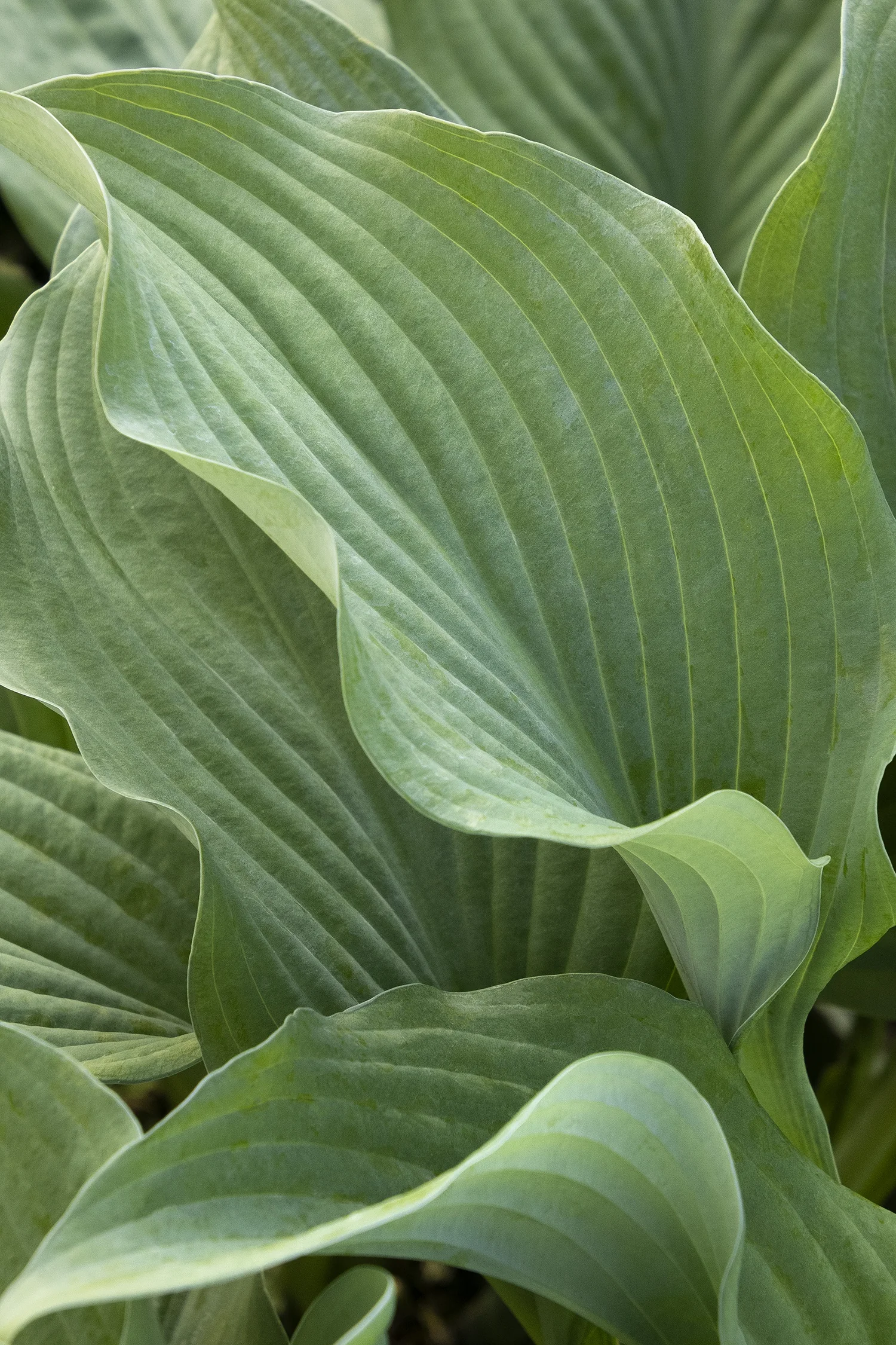 Krossa Regal Hosta 4 Krossa Regal Hosta