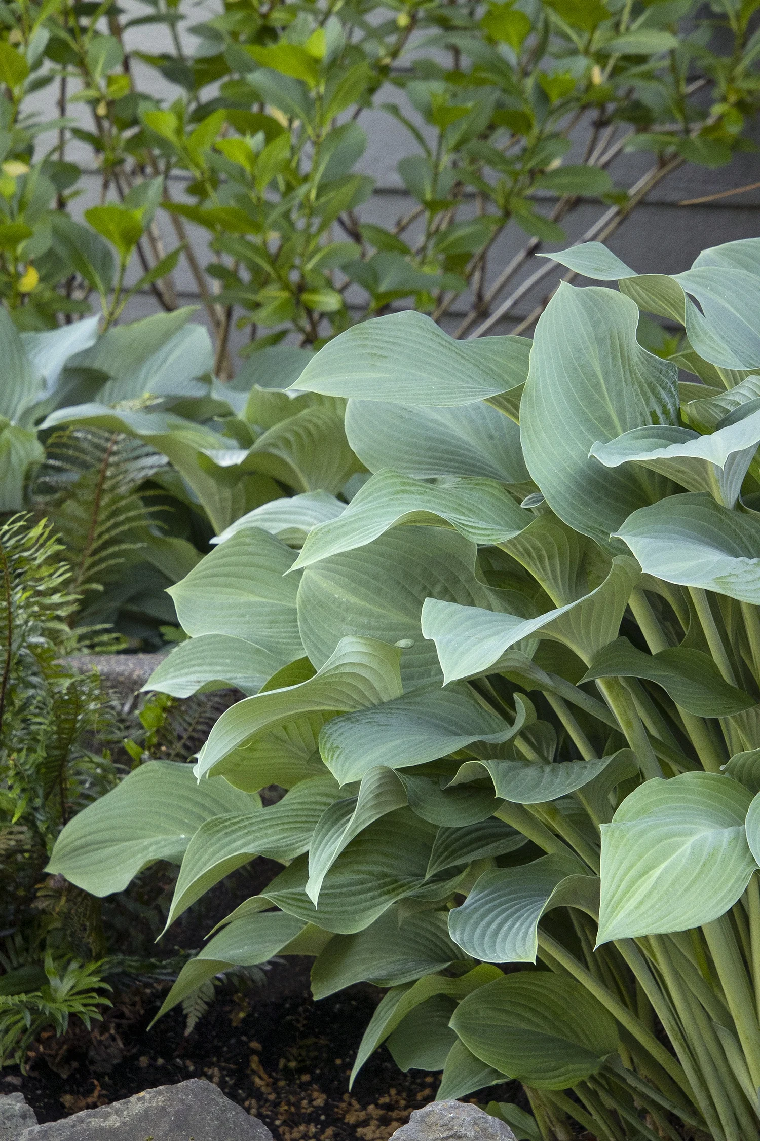 Krossa Regal Hosta 2 Krossa Regal Hosta