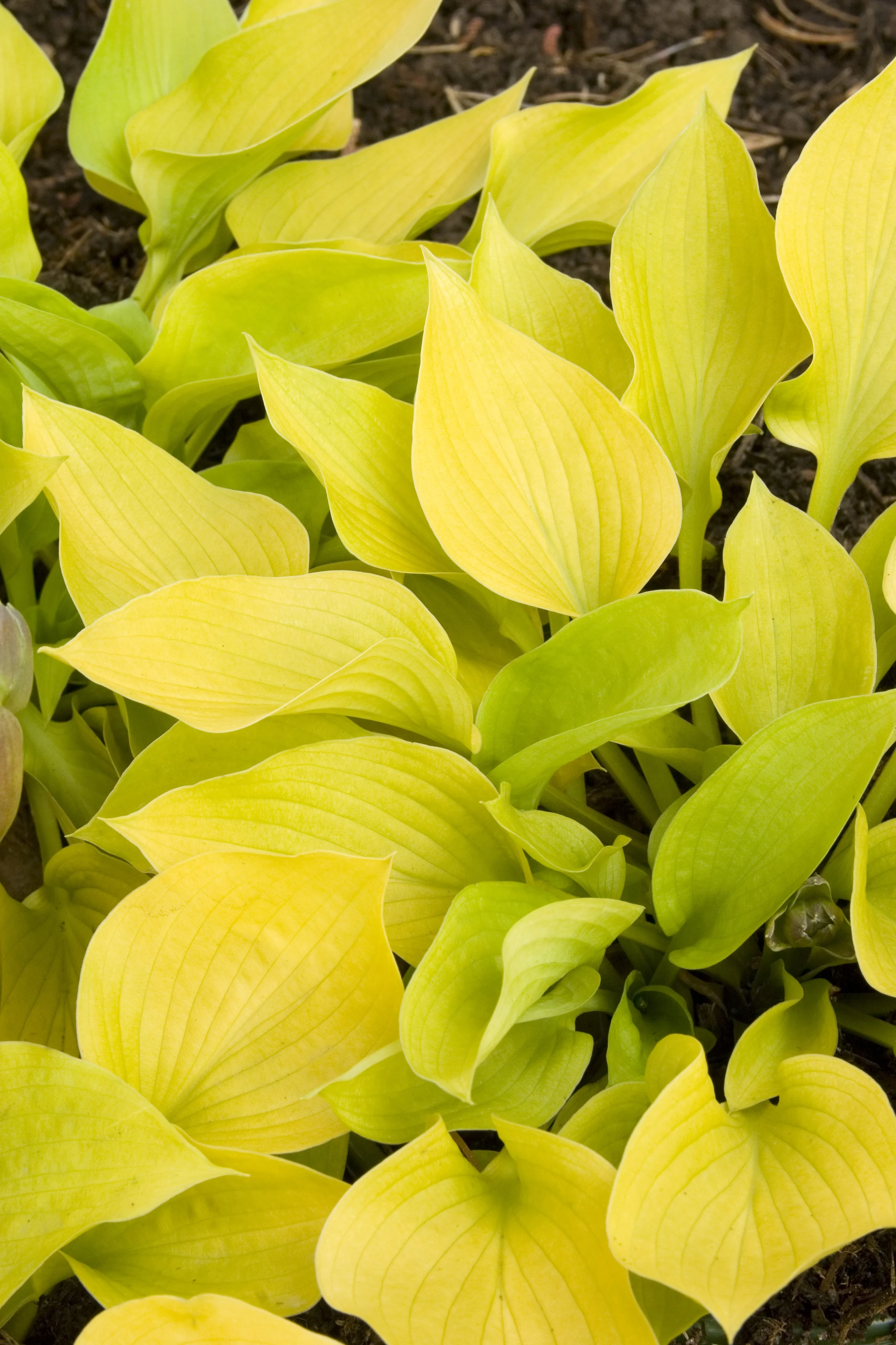 Golden Prayers Hosta