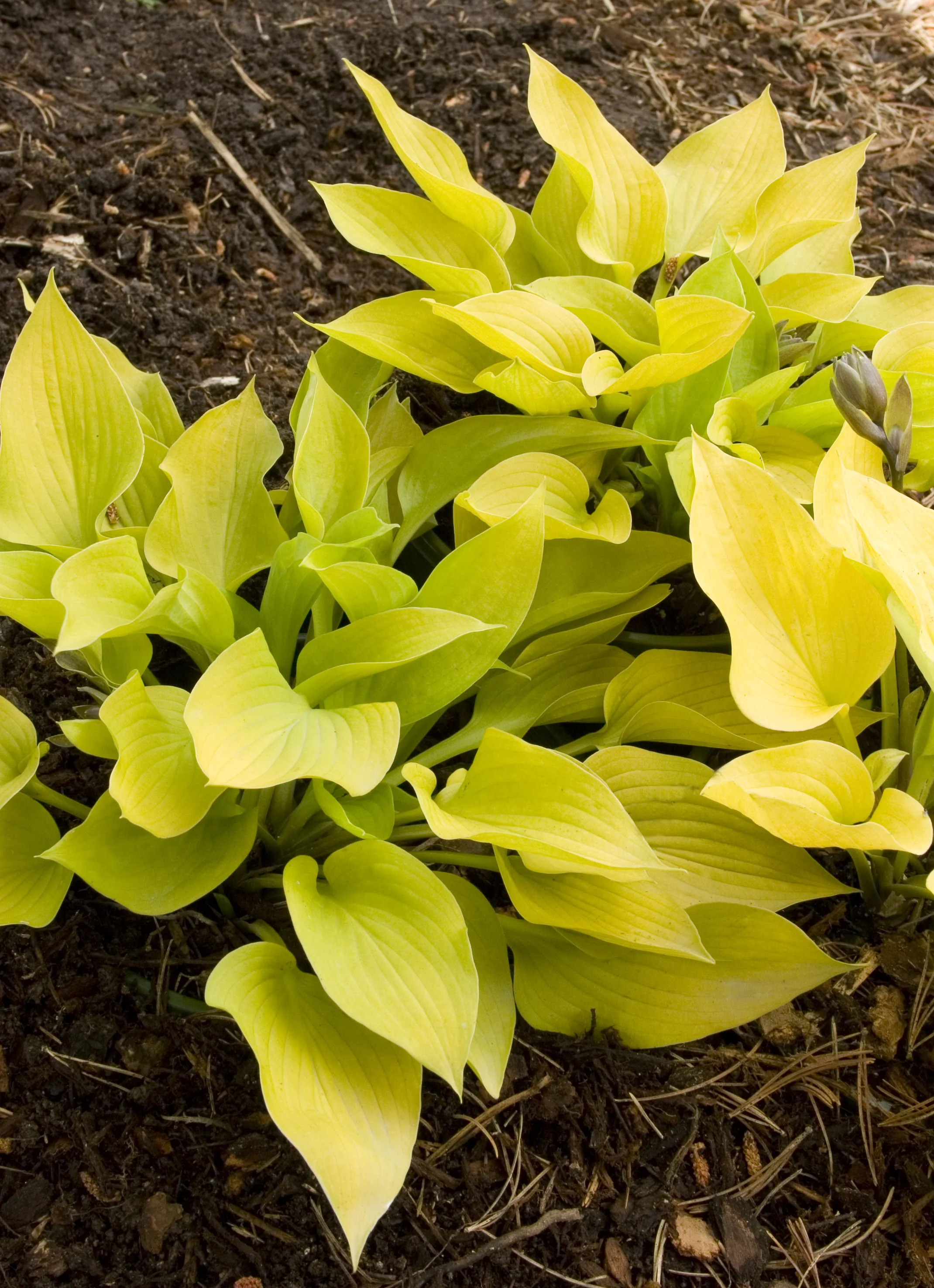 Golden Prayers Hosta 2 Golden Prayers Hosta