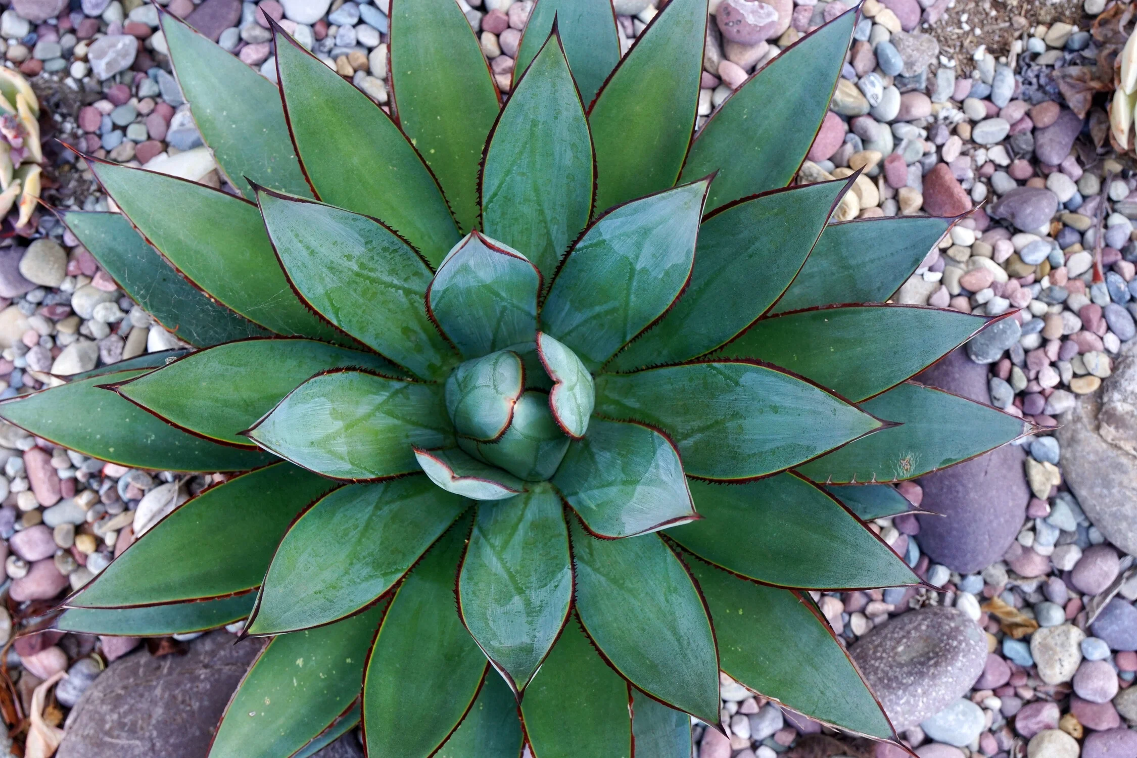 Blue Ember Agave 3 Blue Ember Agave