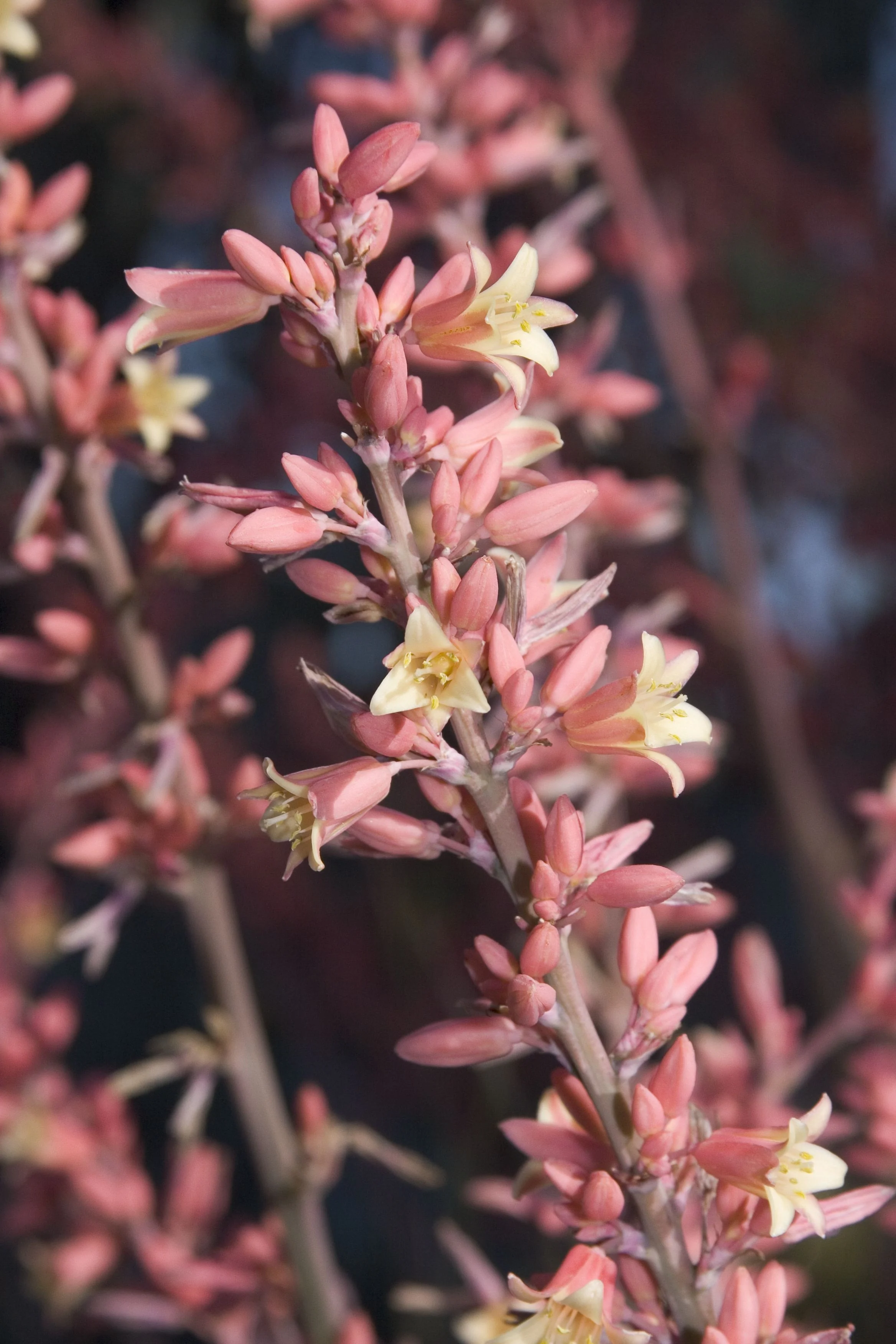 Red Yucca 2 Red Yucca