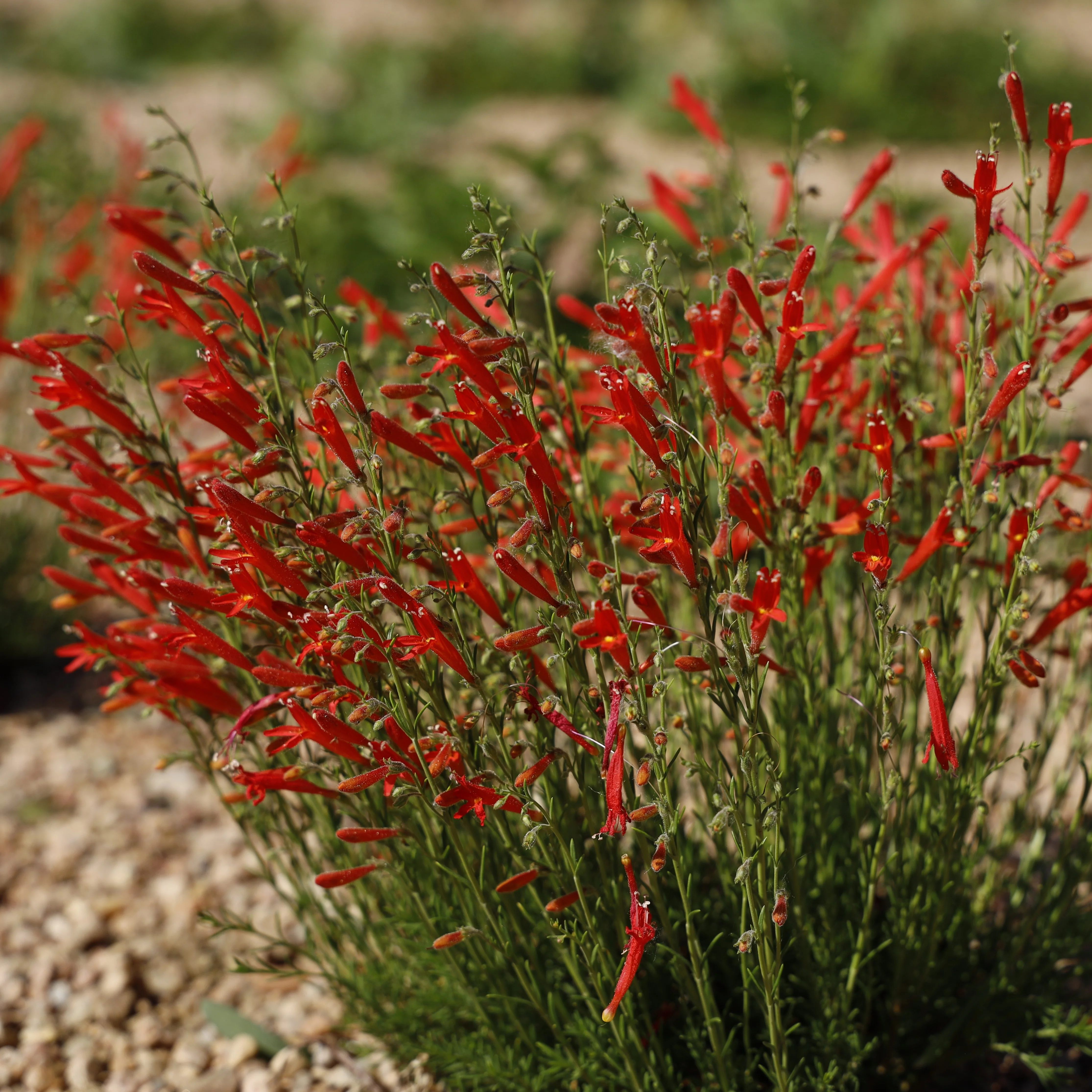 Half Pint® Pineleaf Penstemon 3 Half Pint® Pineleaf Penstemon