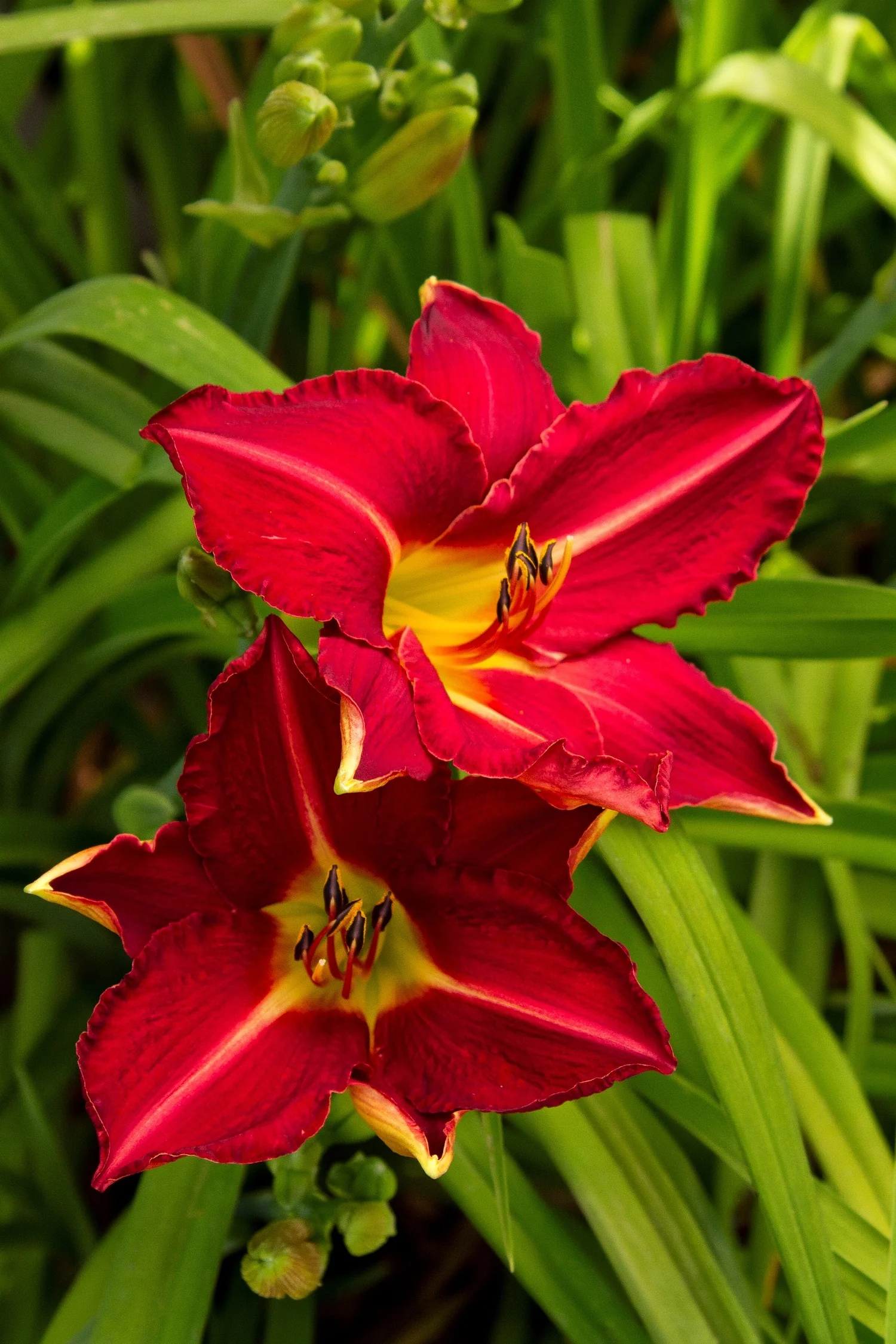 Starburst® Red Evergreen Daylily 1 Starburst® Red Evergreen Daylily