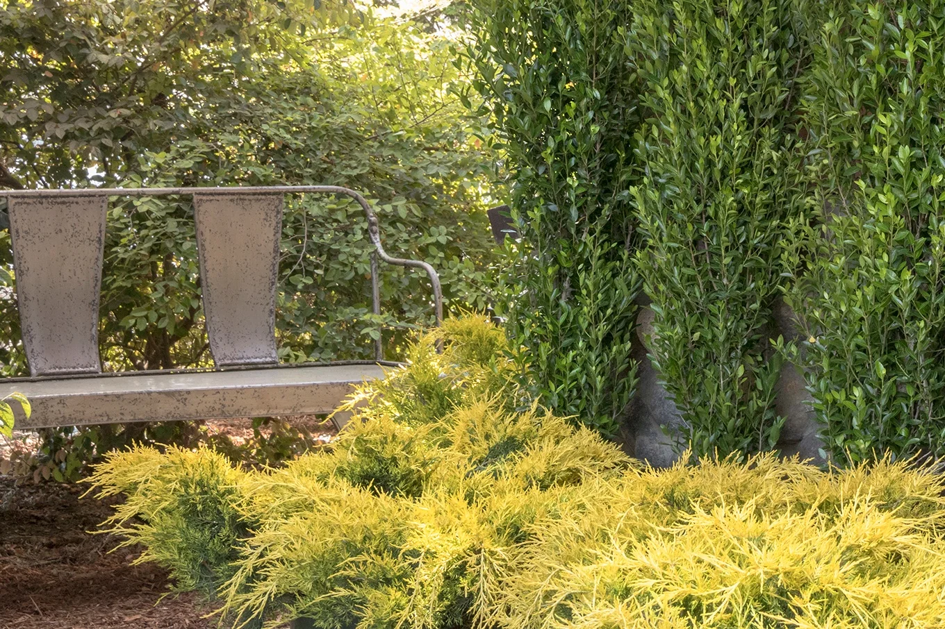 Sea of Gold® Juniper 1 Sea of Gold® Juniper