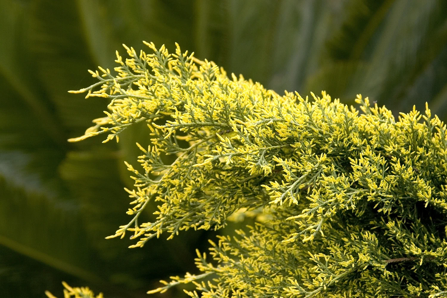 Sea of Gold® Juniper 2 Sea of Gold® Juniper