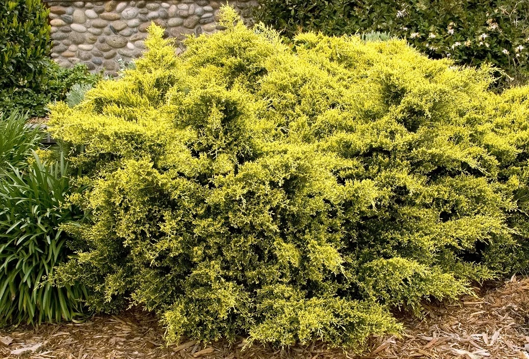 Sea of Gold® Juniper 3 Sea of Gold® Juniper