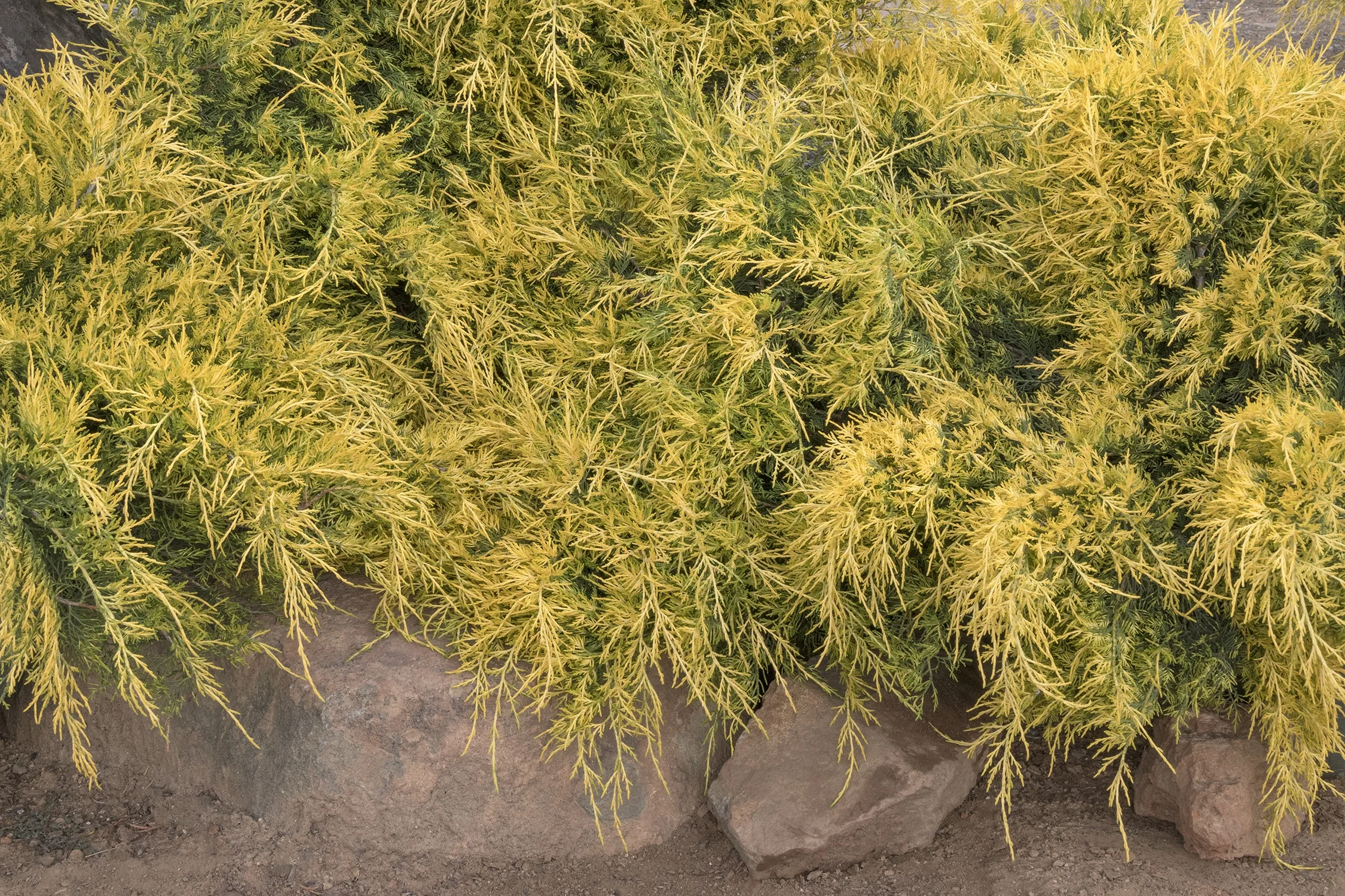 Sea of Gold® Juniper 4 Sea of Gold® Juniper