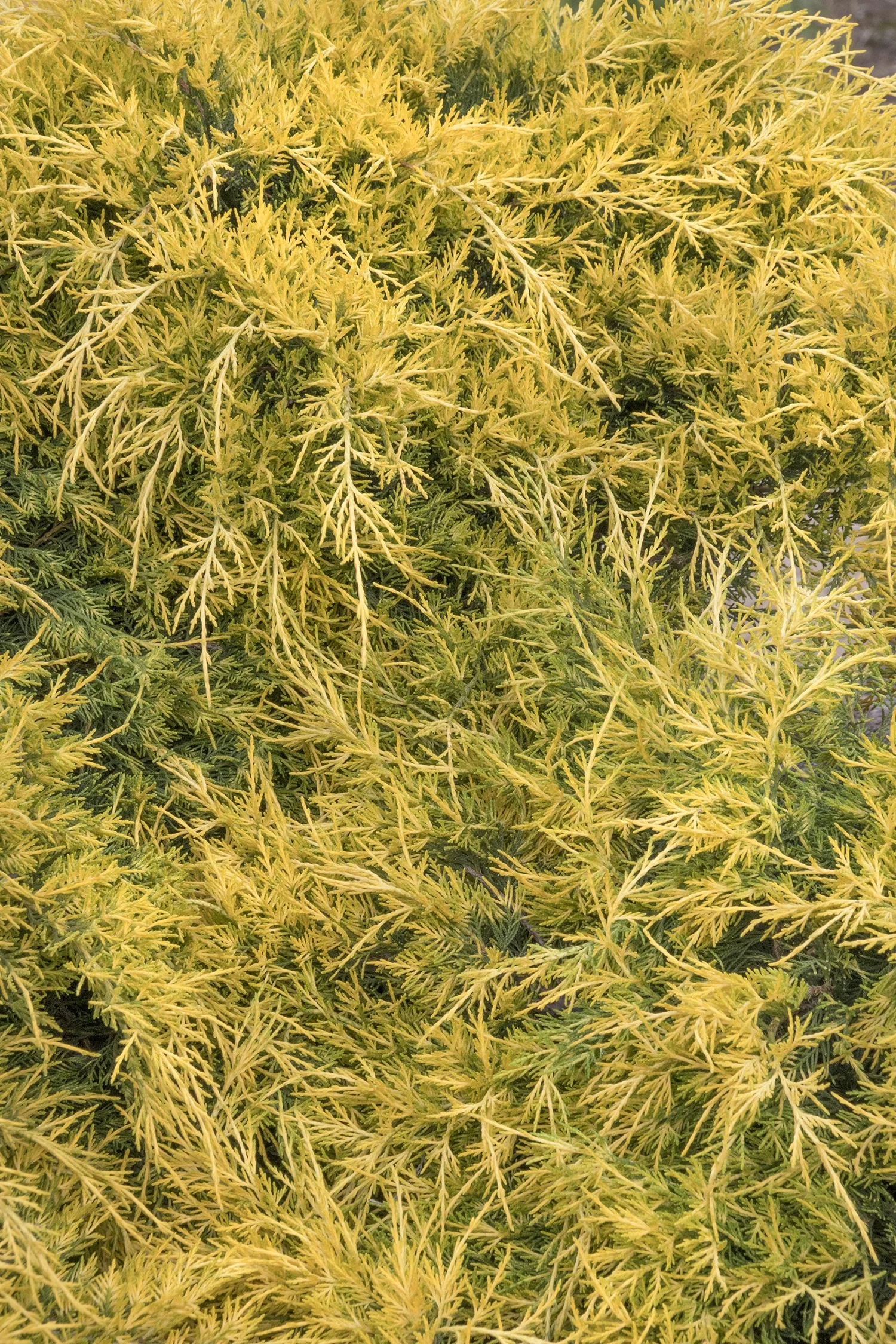 Sea of Gold® Juniper 5 Sea of Gold® Juniper