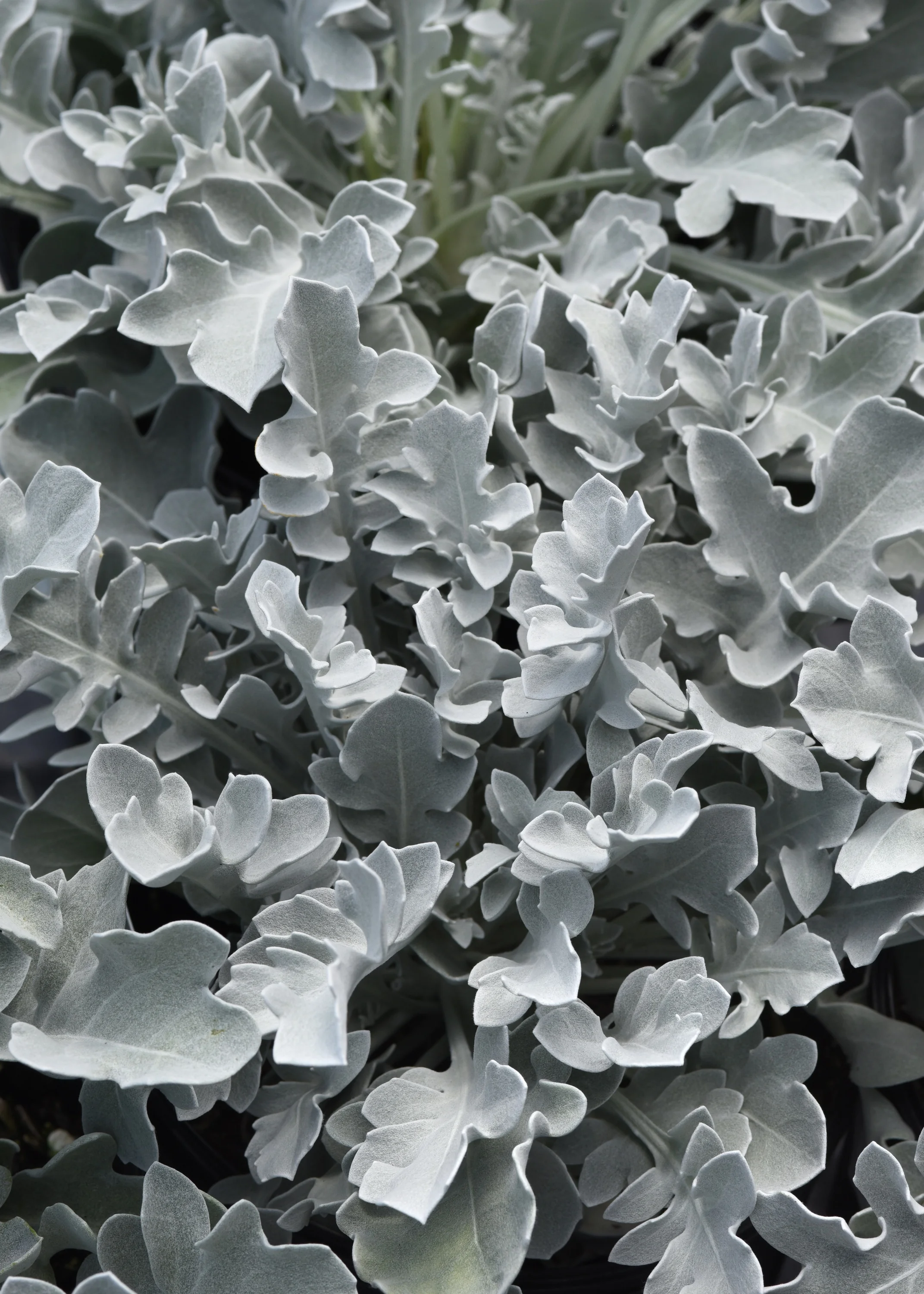 Silver Swirl Dusty Miller 2 Silver Swirl Dusty Miller