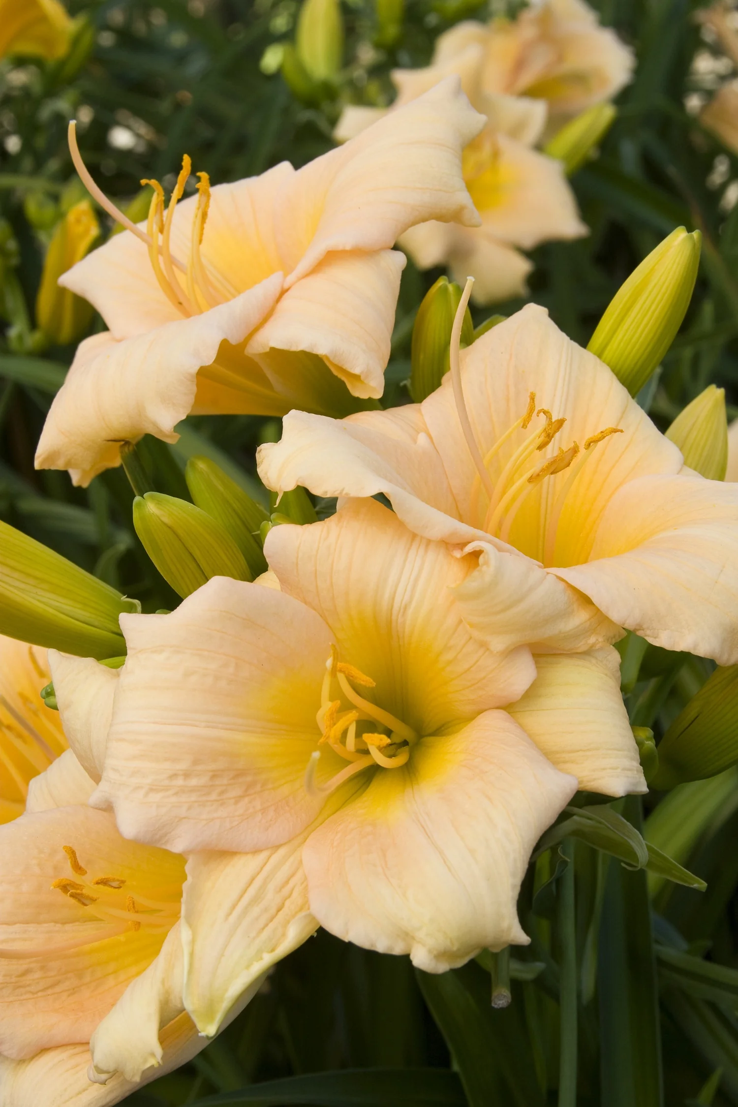 Mini Pearl Dwarf Daylily 3 Mini Pearl Dwarf Daylily