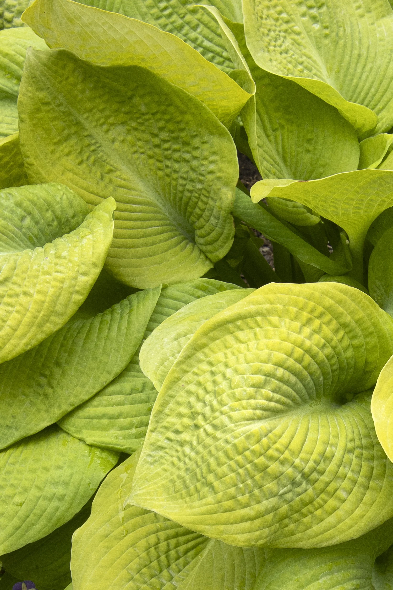 Rosedale Golden Goose Hosta 2 Rosedale Golden Goose Hosta