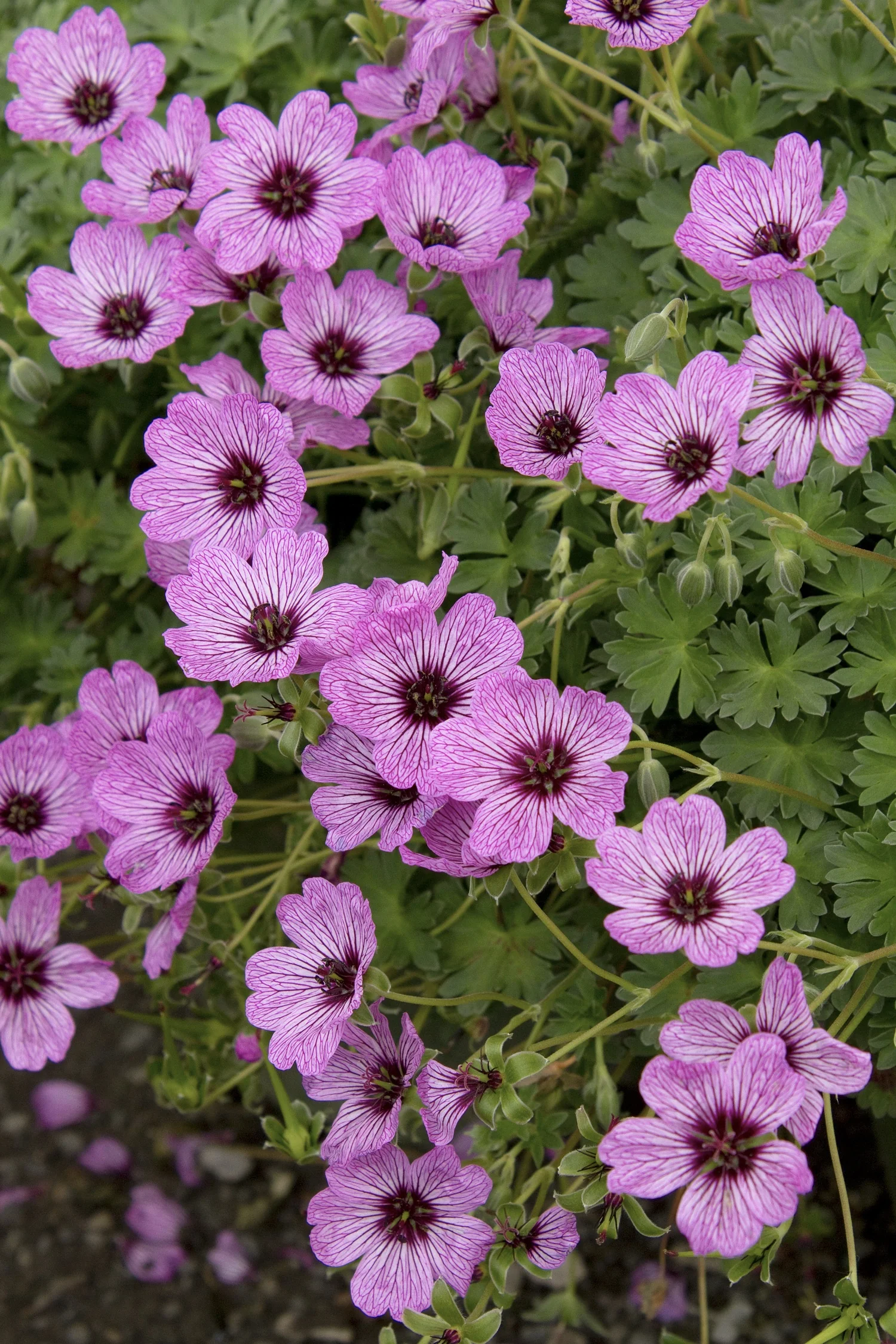 Ballerina Cranesbill 3 Ballerina Cranesbill