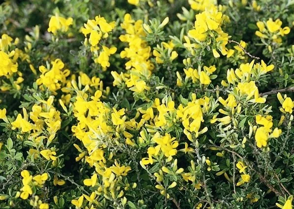 Gold Flash Broom 1 Gold Flash Broom