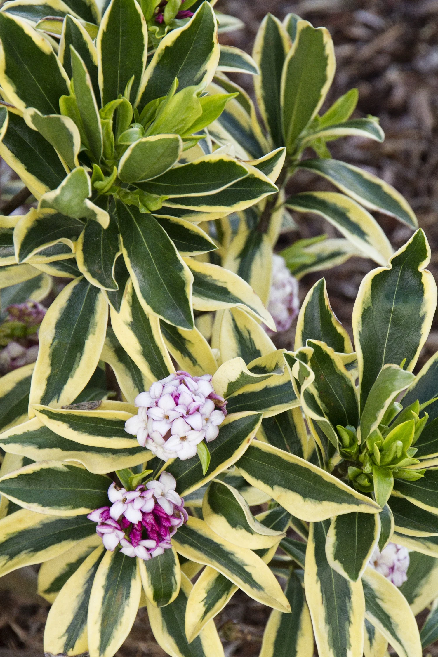 Maejima Variegated Winter Daphne 2 Maejima Variegated Winter Daphne