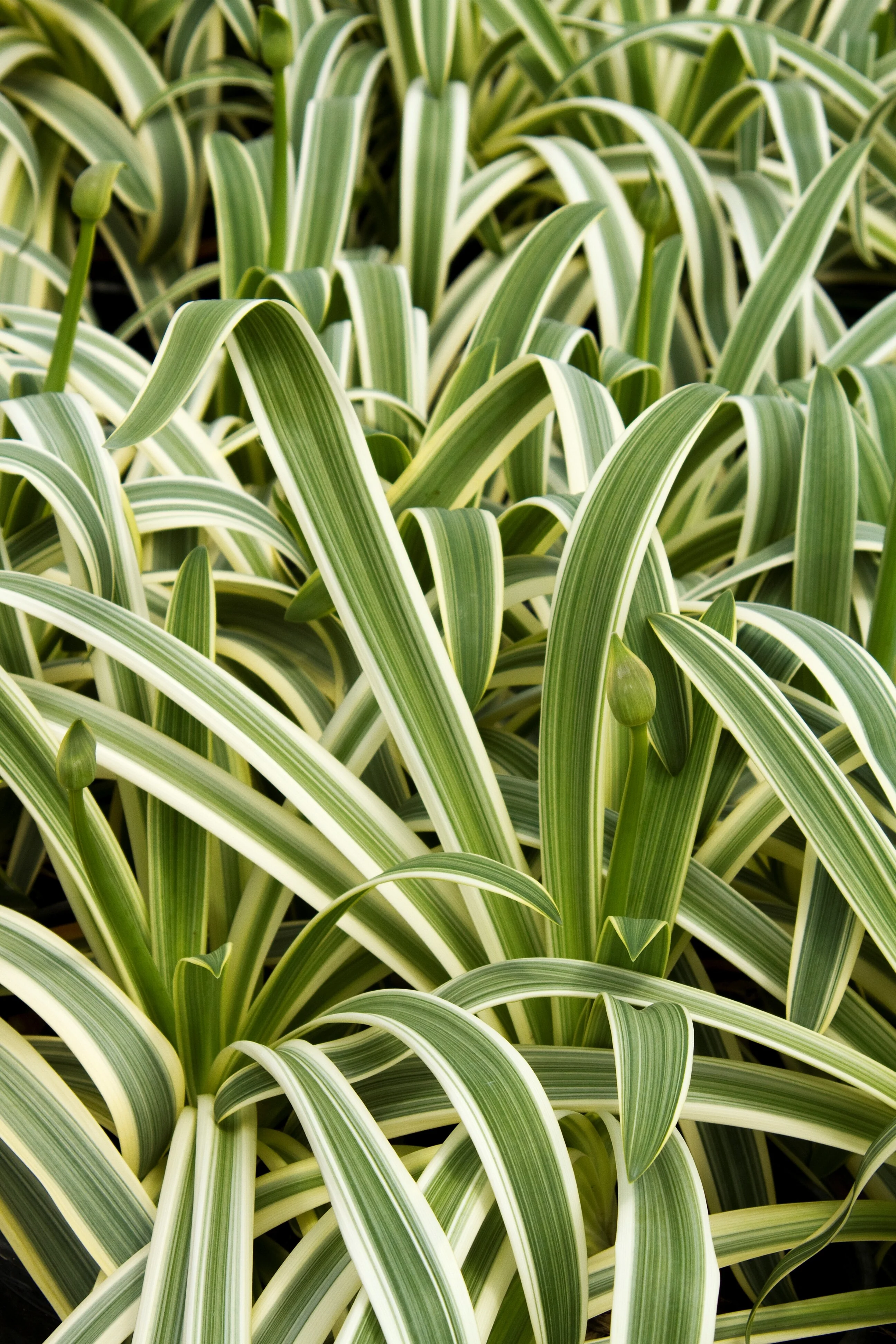 Sun Stripe® Agapanthus 5 Sun Stripe® Agapanthus