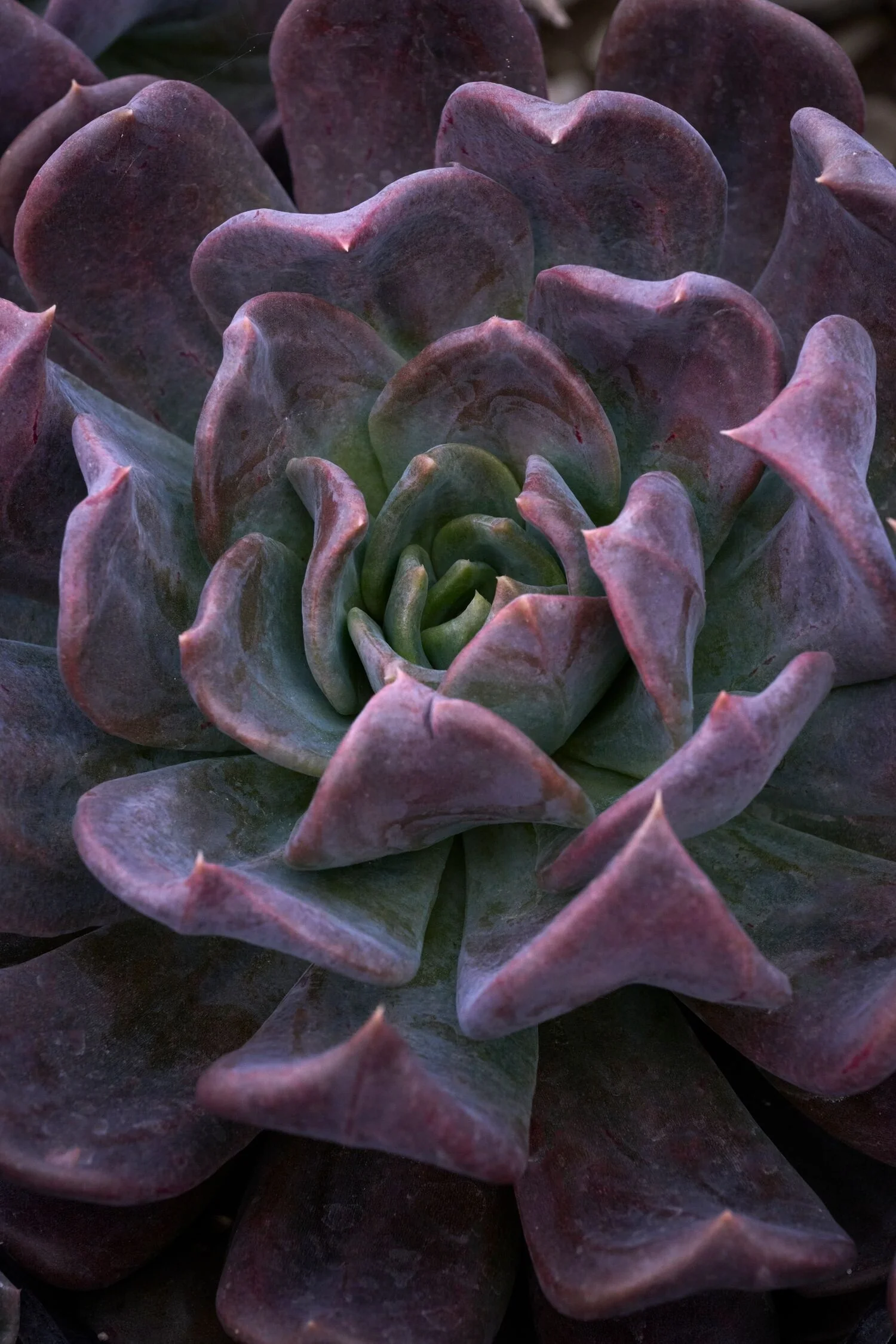 Gunner Echeveria 3 Gunner Echeveria