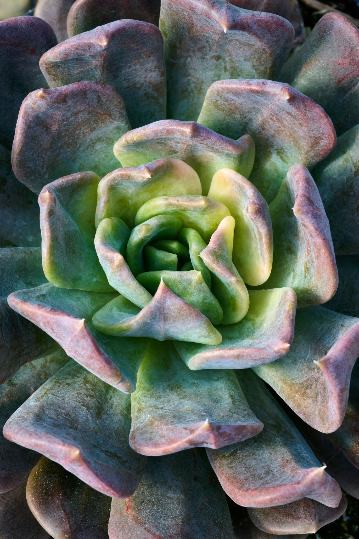 Gunner Echeveria 2 Gunner Echeveria