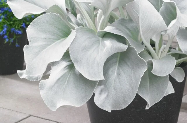Angel Wings® Senecio 1 Angel Wings® Senecio