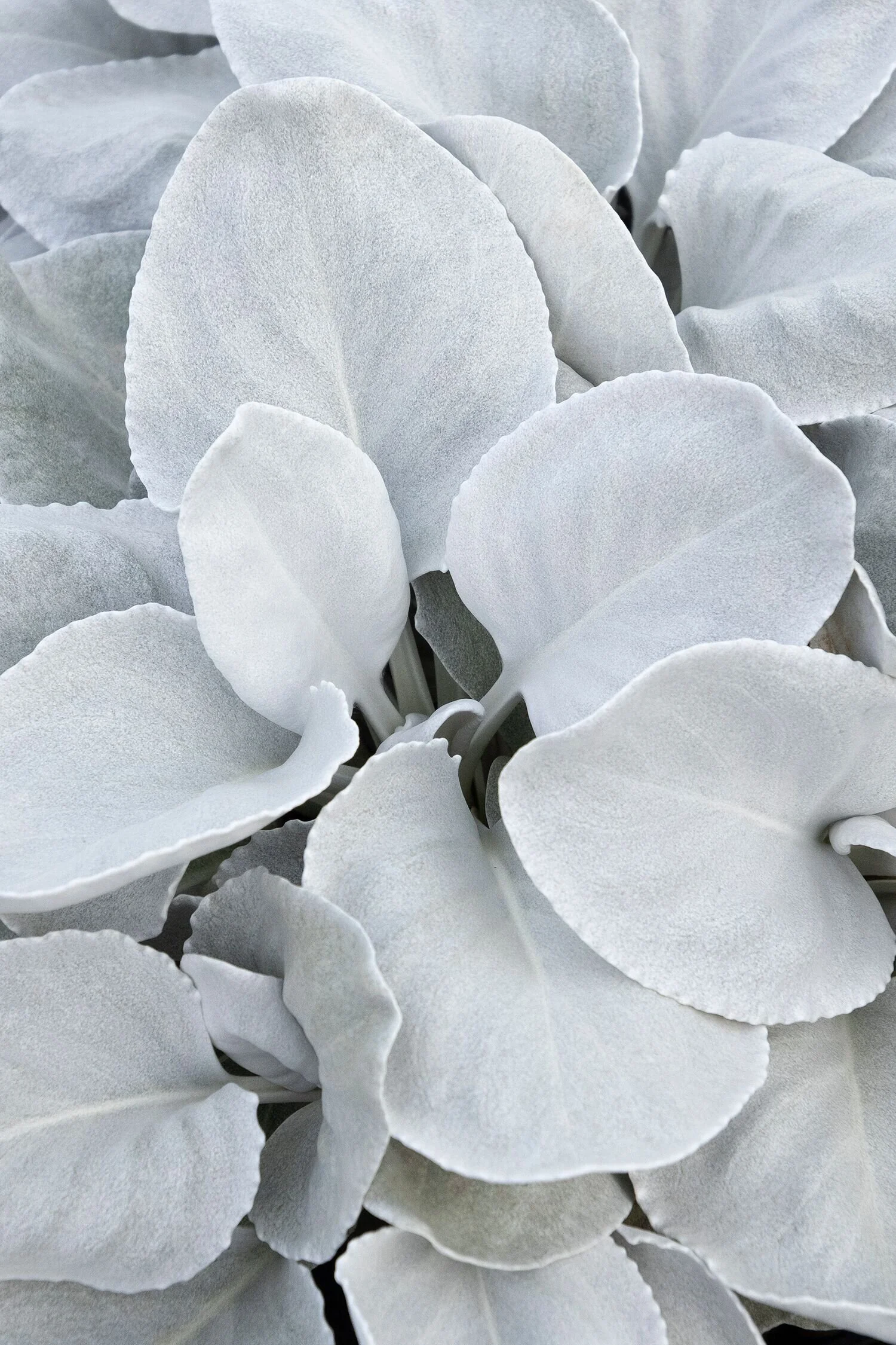Angel Wings® Senecio 2 Angel Wings® Senecio