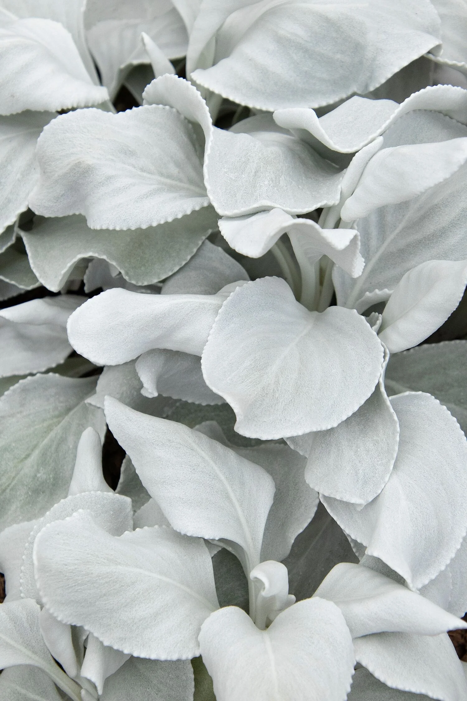 Angel Wings® Senecio 3 Angel Wings® Senecio
