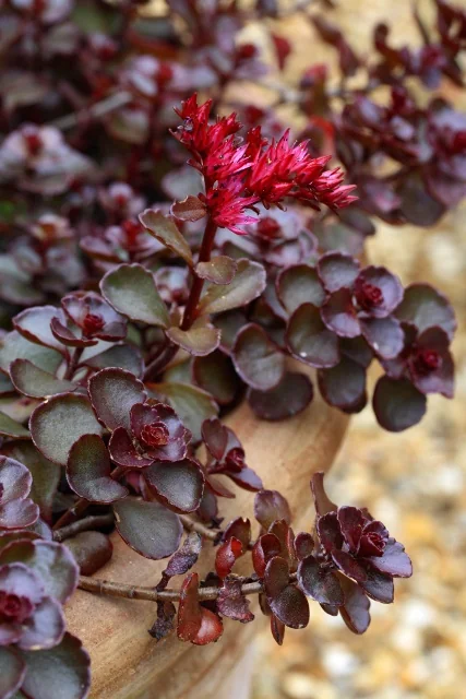 Dragon's Blood Stonecrop 1 Dragon's Blood Stonecrop