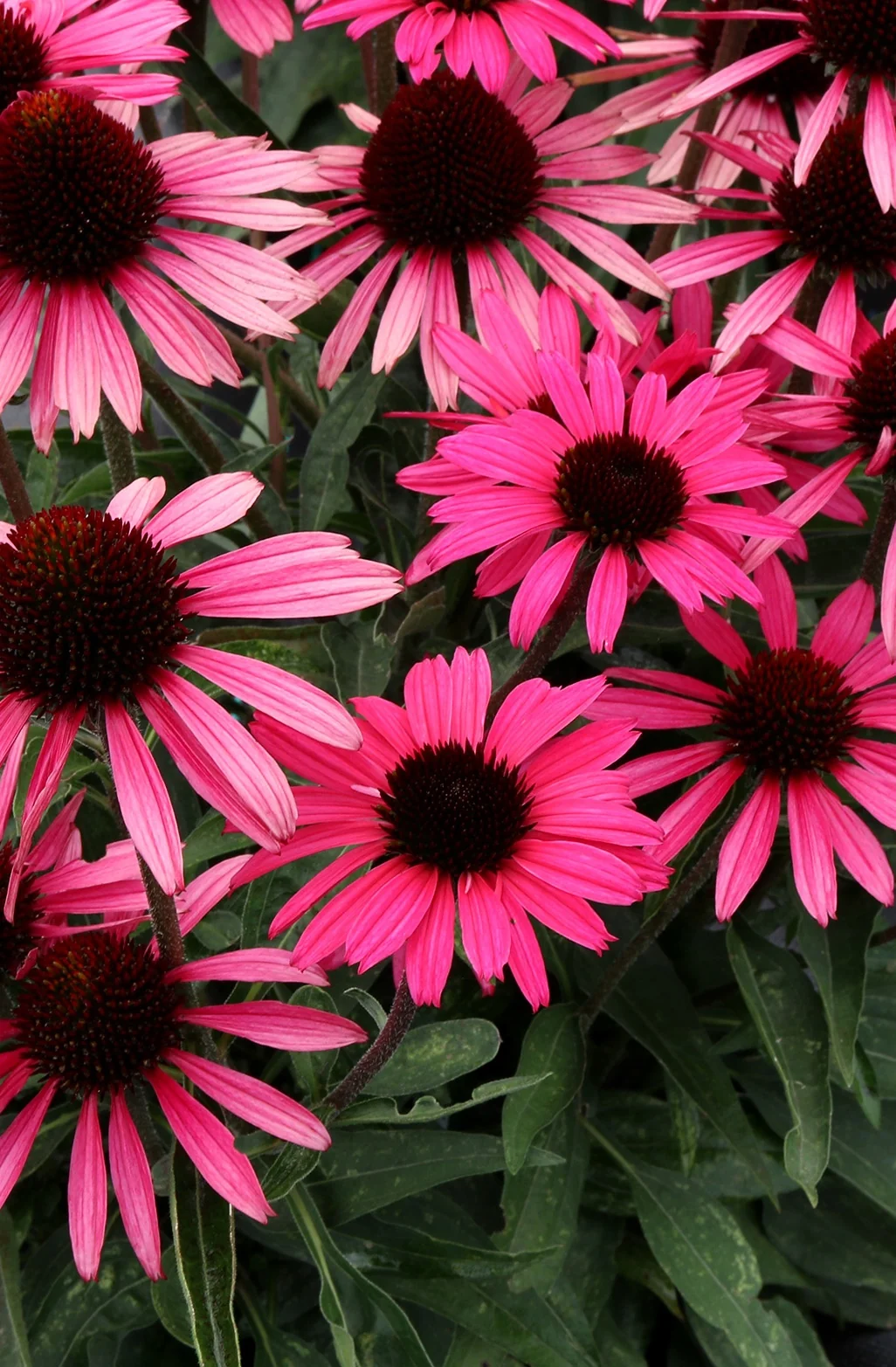 Dark Shadows™ Wicked Coneflower 7 Dark Shadows™ Wicked Coneflower