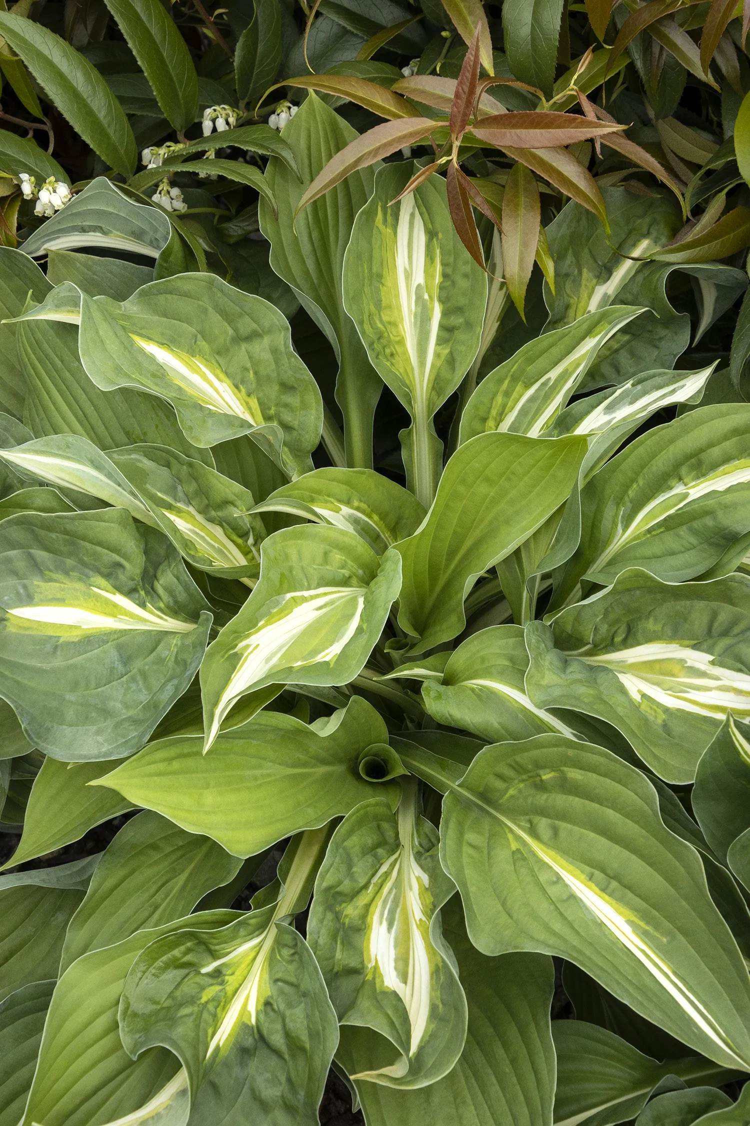 Striptease Hosta
