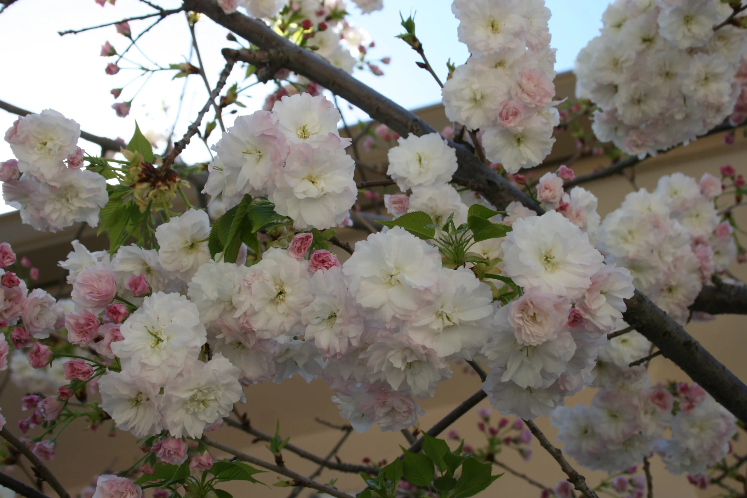 Angel's Blush® Flowering Cherry 8 Angel's Blush® Flowering Cherry