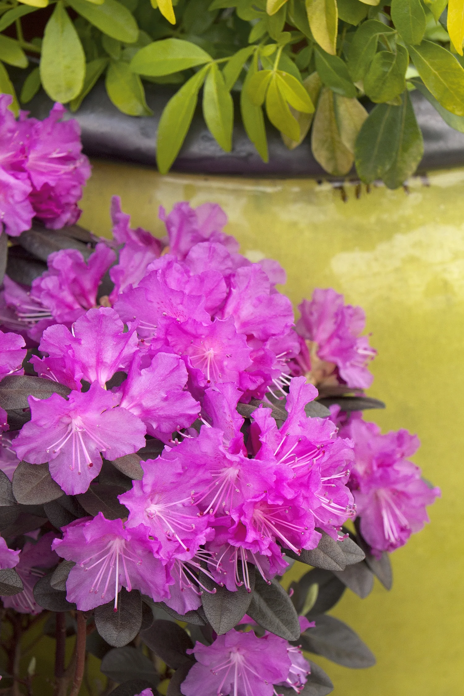 P.J.M. Elite Rhododendron