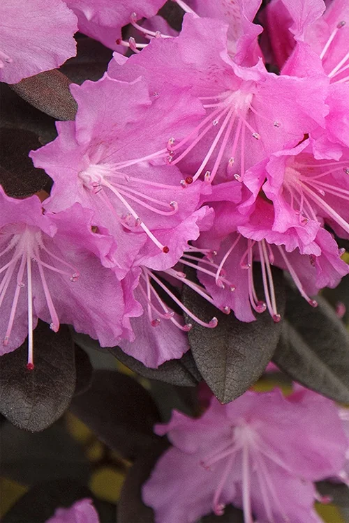 P.J.M. Elite Rhododendron 3 P.J.M. Elite Rhododendron