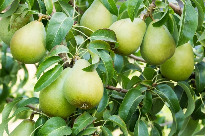 Two-Tier Combo Pear, Espalier