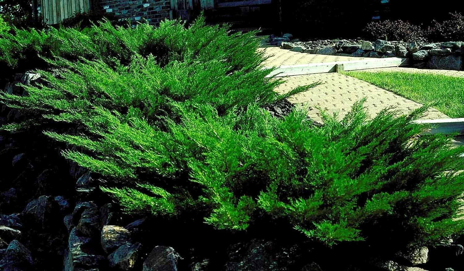 Savin Juniper 1 Savin Juniper