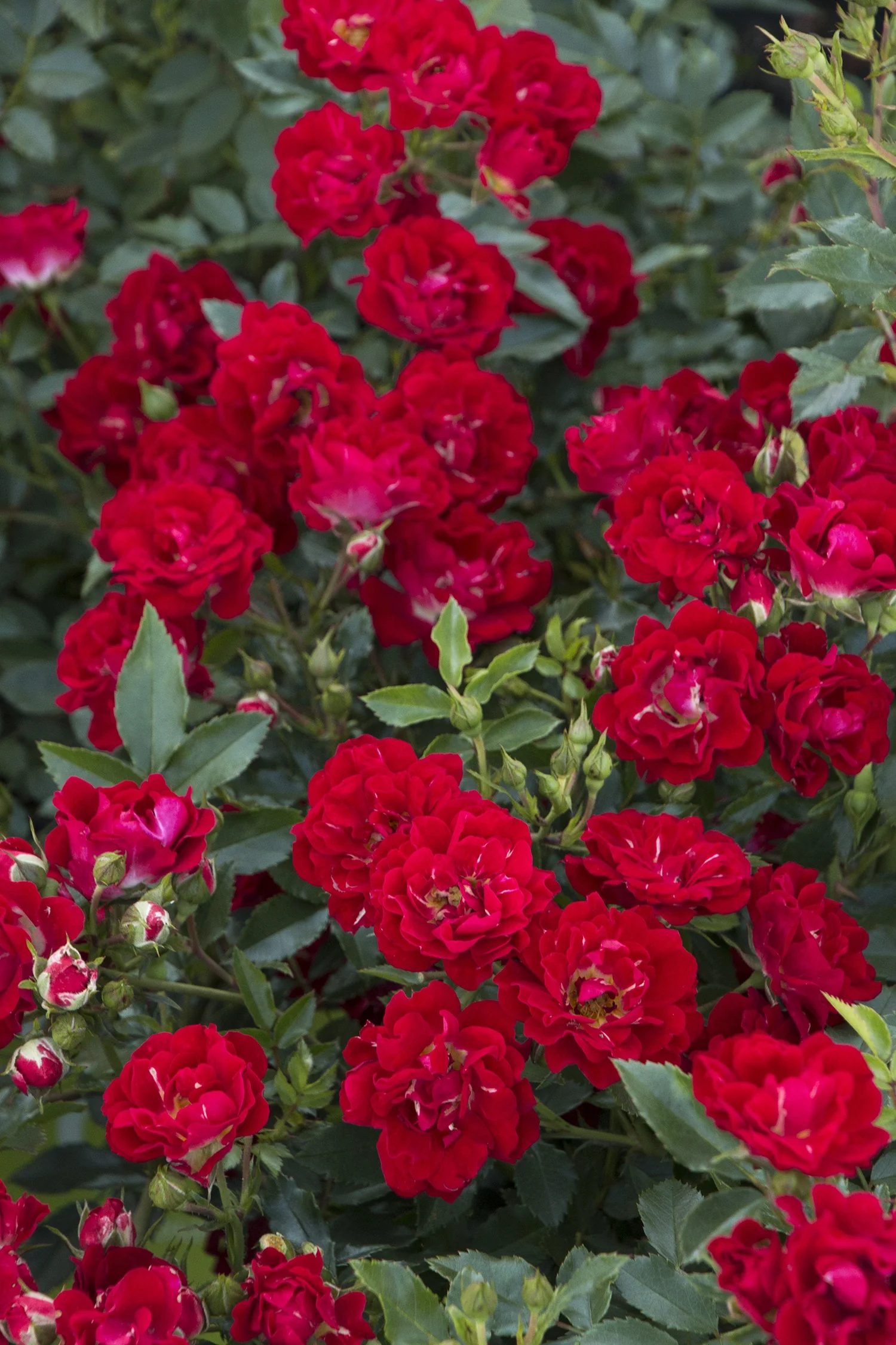 Red Drift® Groundcover Rose