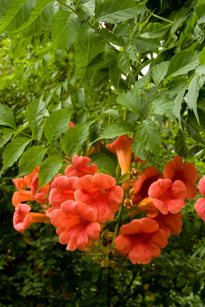 Madame Galen Trumpet Vine