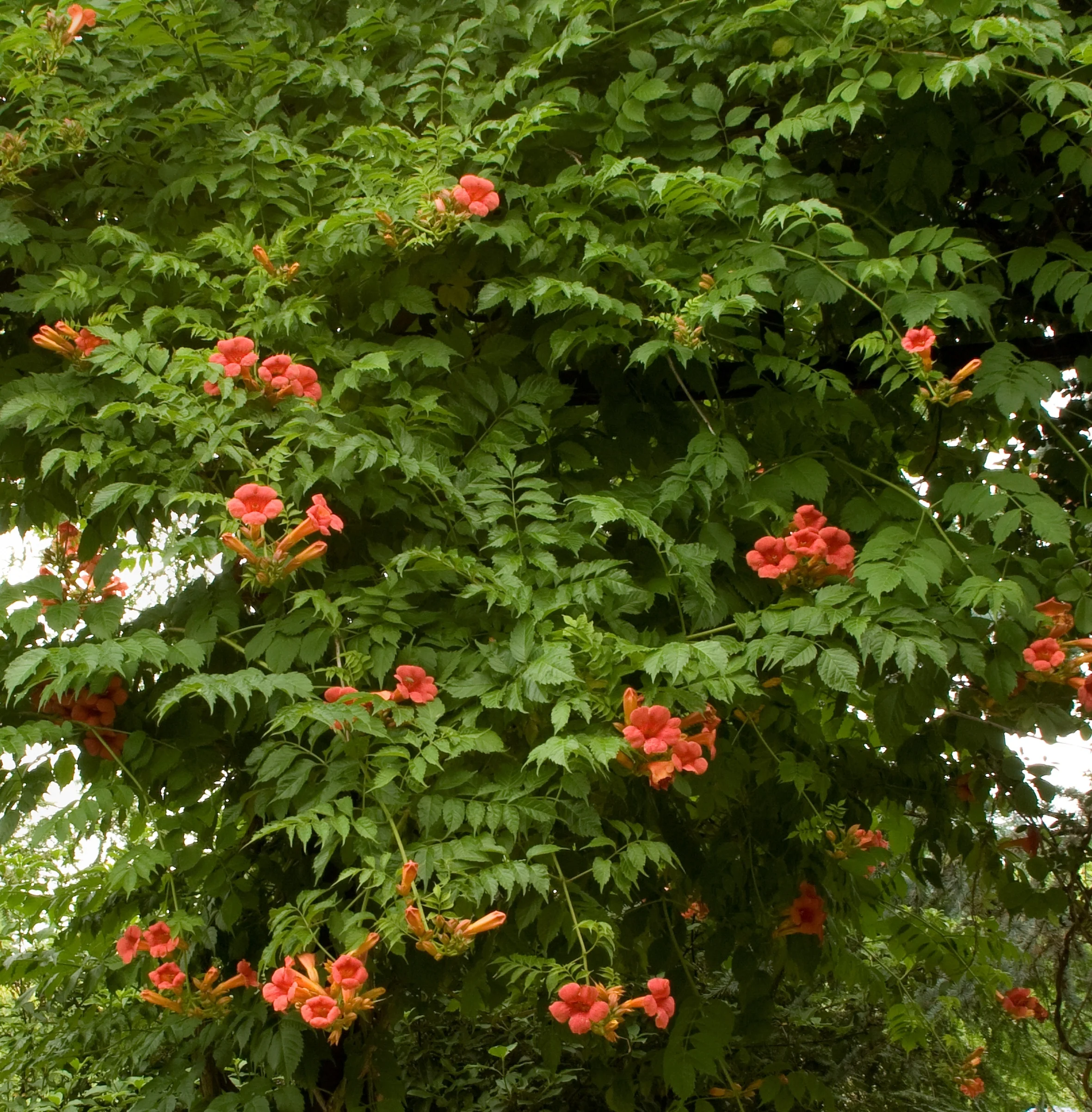 Madame Galen Trumpet Vine