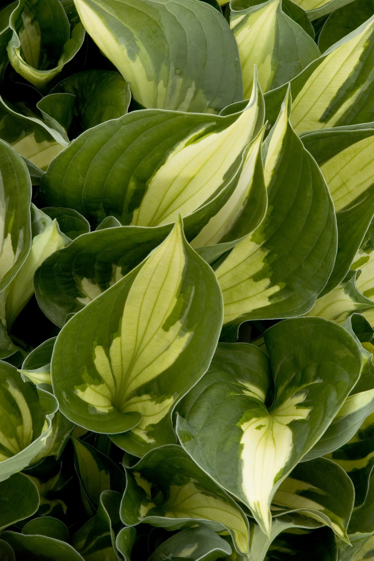 Whirlwind Hosta 3 Whirlwind Hosta