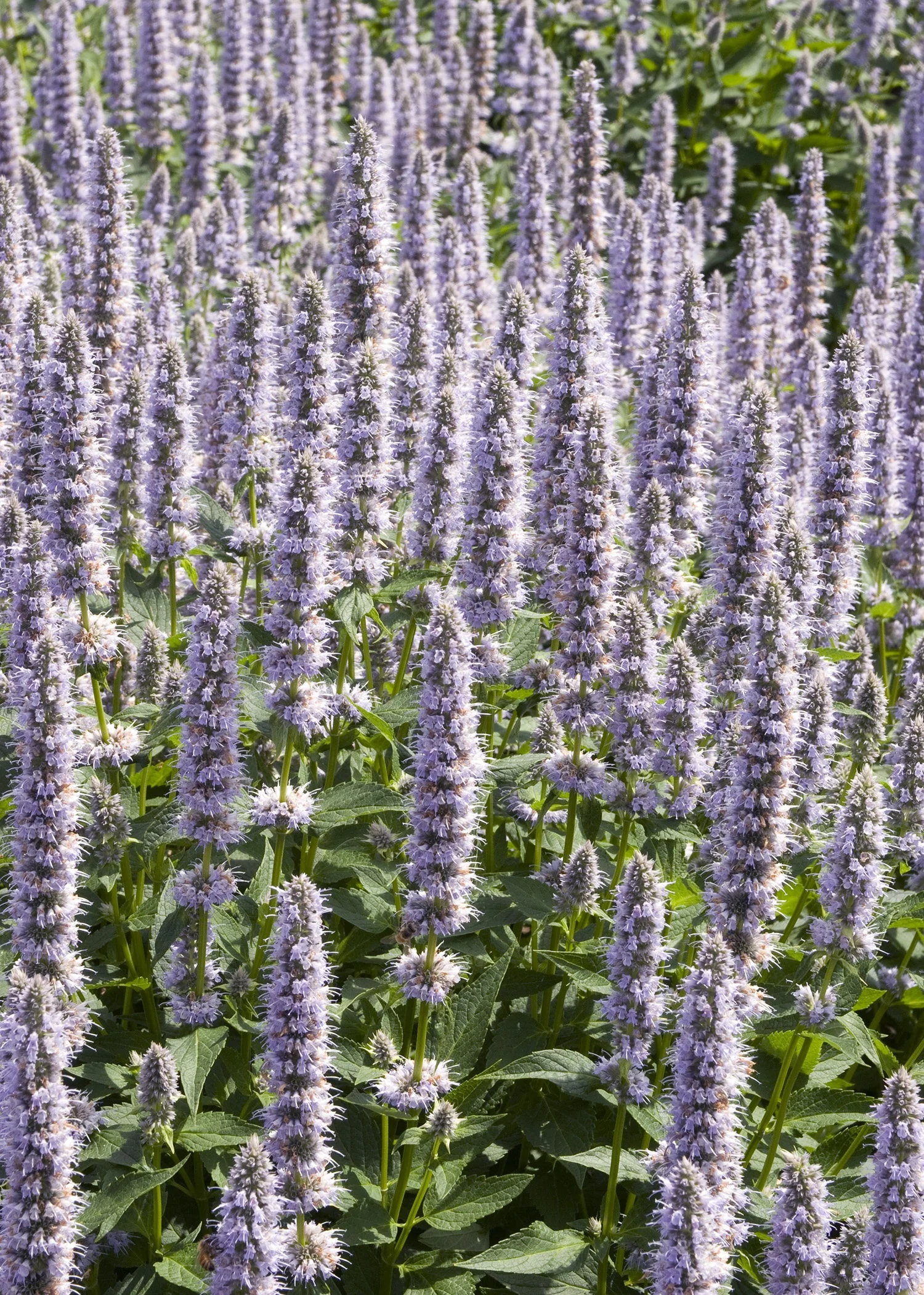 Blue Fortune Agastache 1 Blue Fortune Agastache