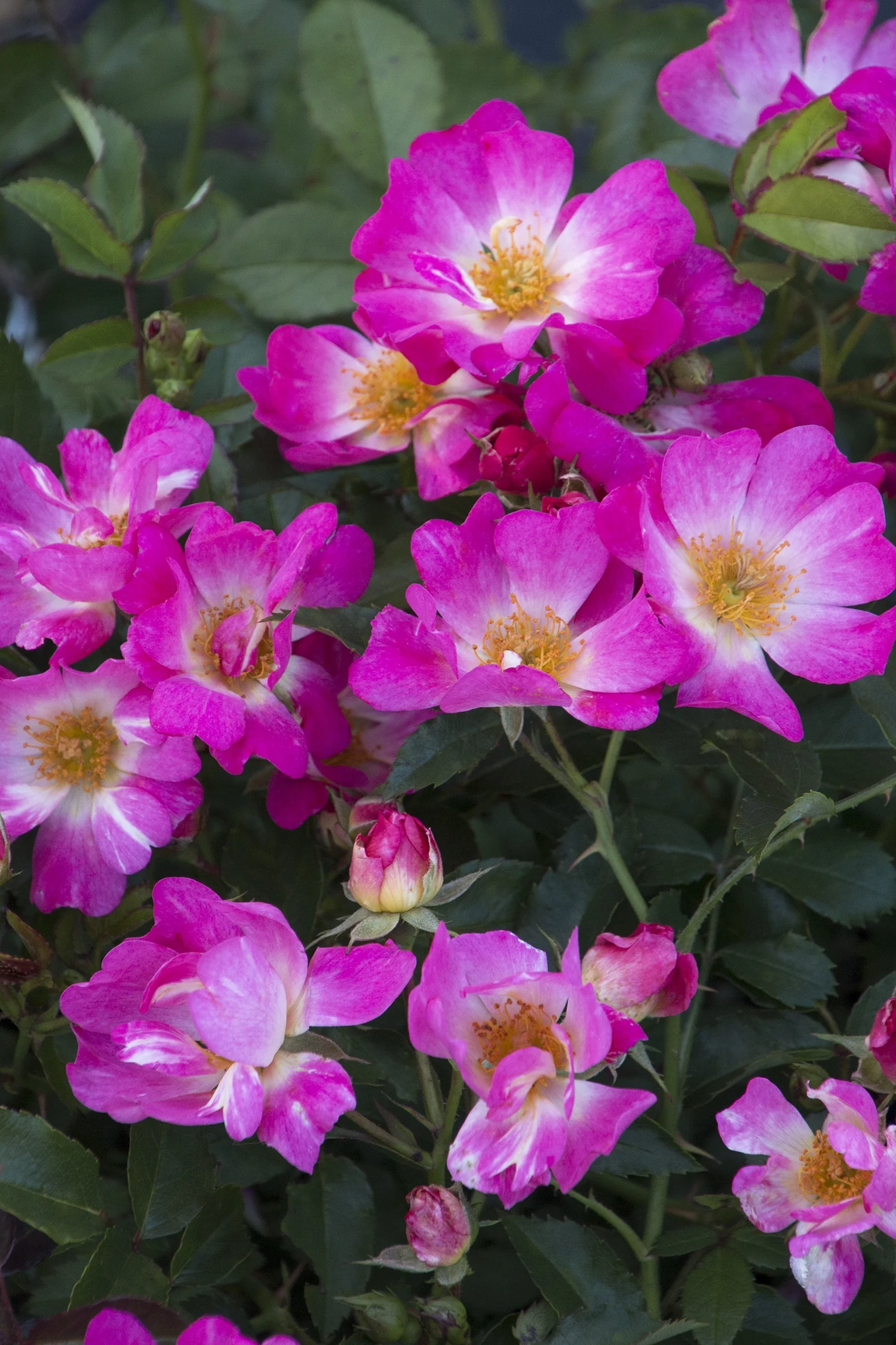 Pink Drift® Groundcover Rose 2 Pink Drift® Groundcover Rose
