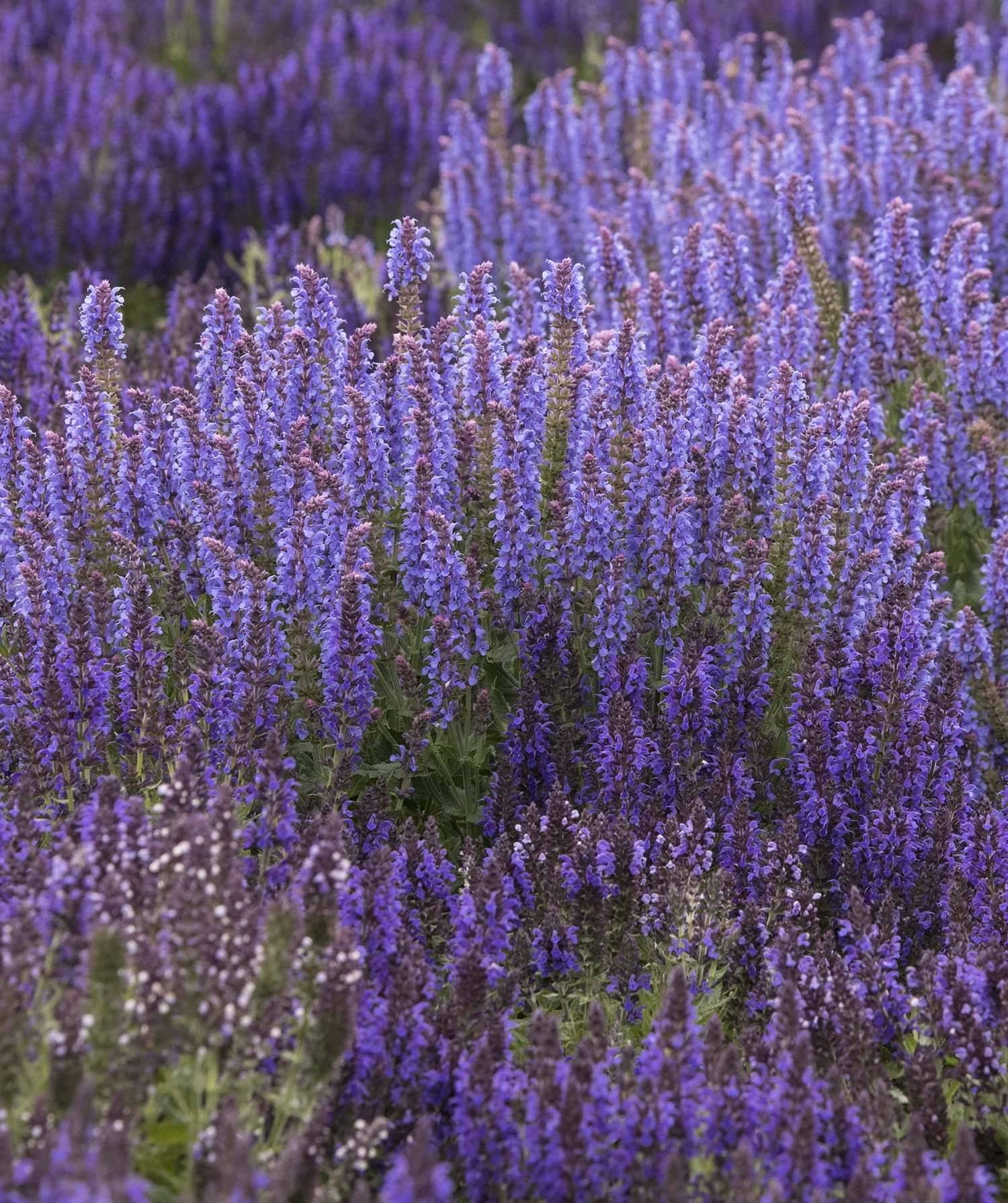 Marcus® Meadow Sage 11 Marcus® Meadow Sage