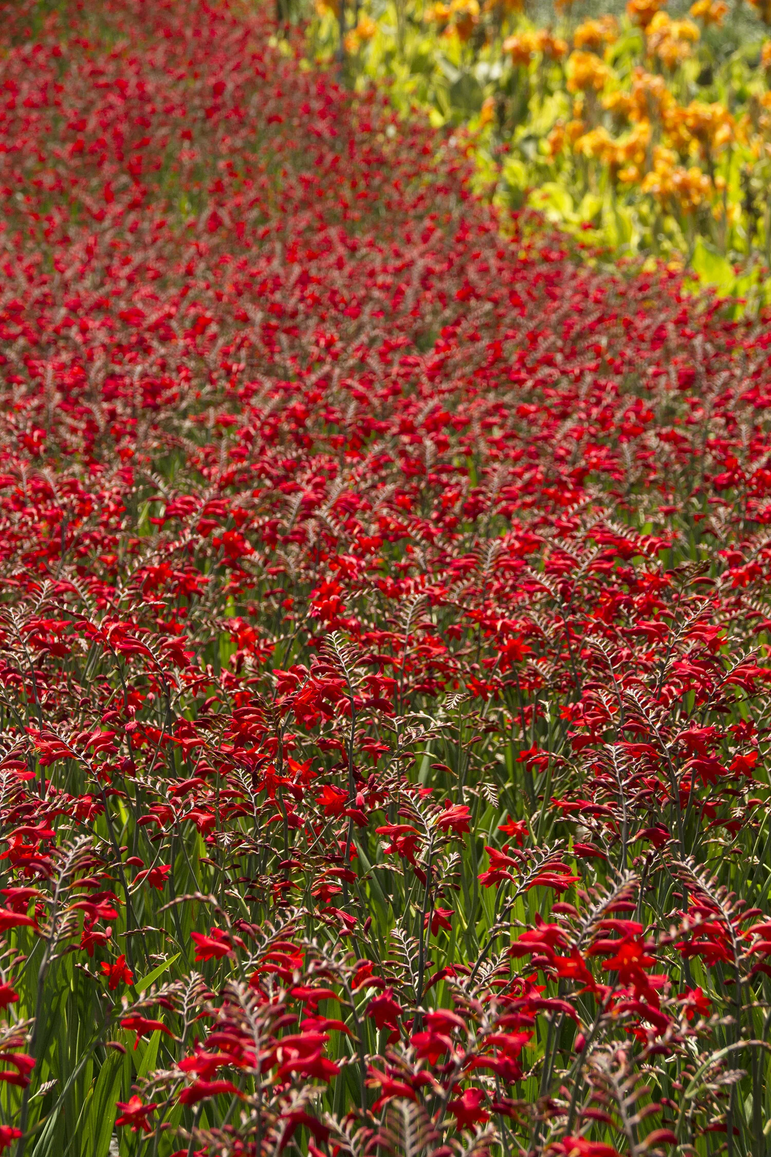 Emberglow Montbretia 1 Emberglow Montbretia