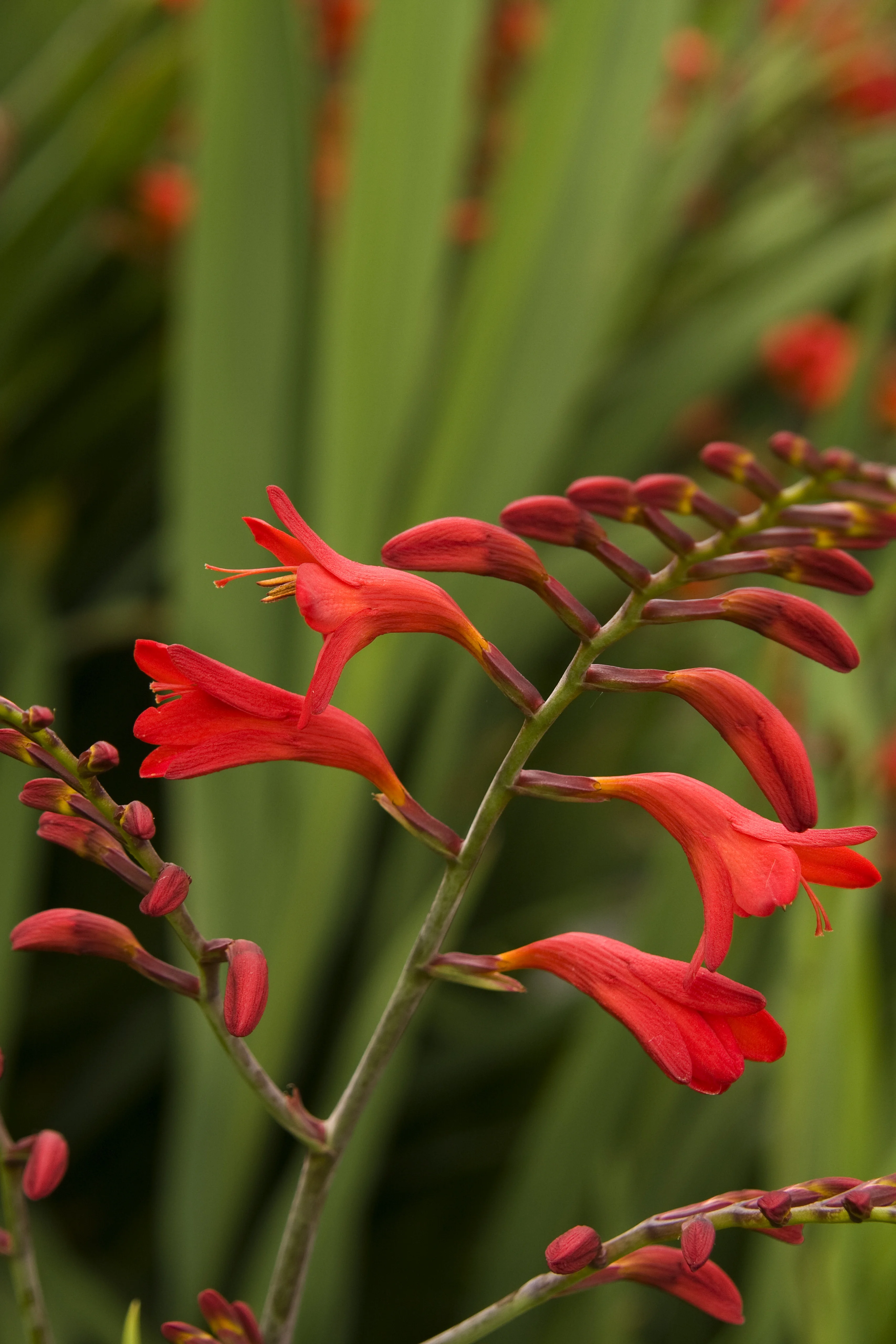 Emberglow Montbretia 2 Emberglow Montbretia