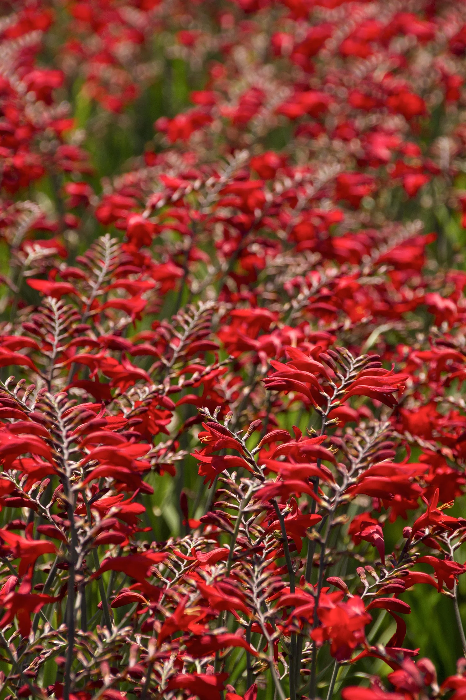 Emberglow Montbretia 4 Emberglow Montbretia