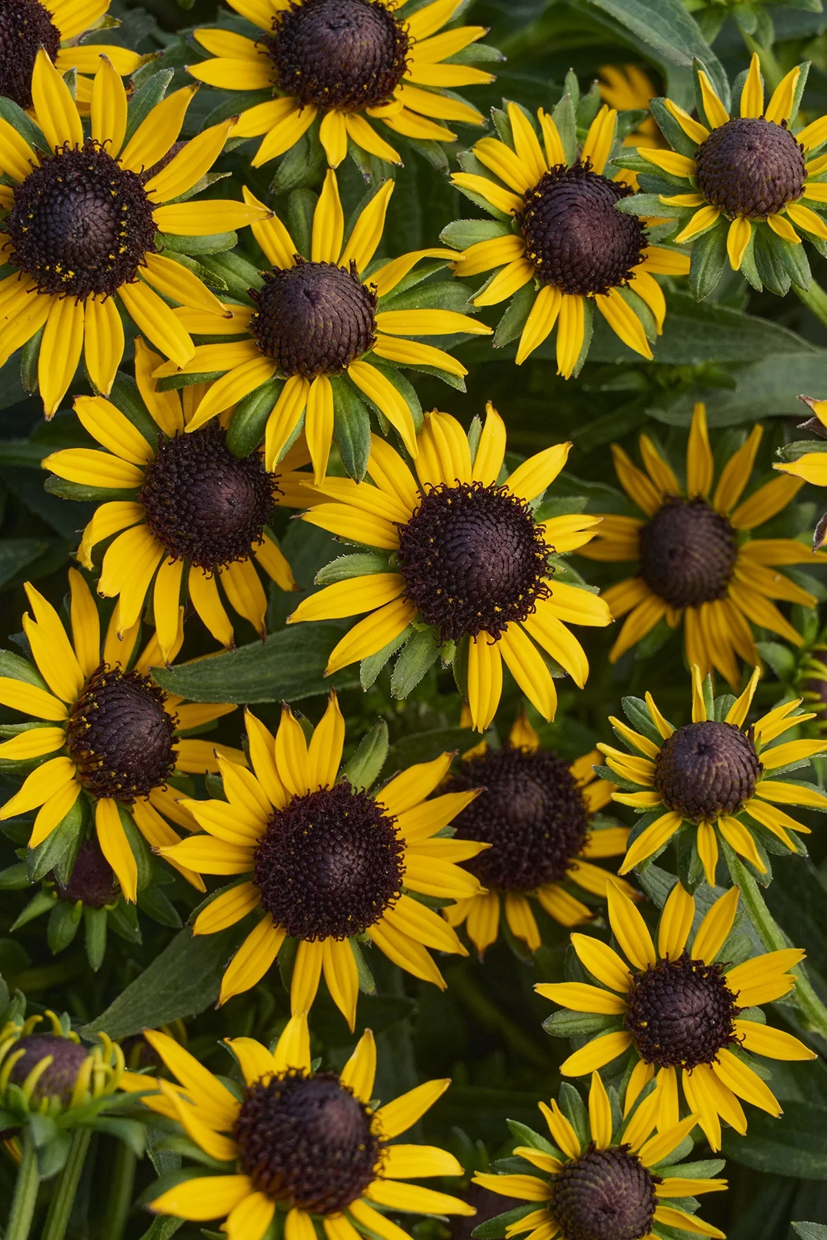Little Goldstar Black-Eyed Susan 1 Little Goldstar Black-Eyed Susan