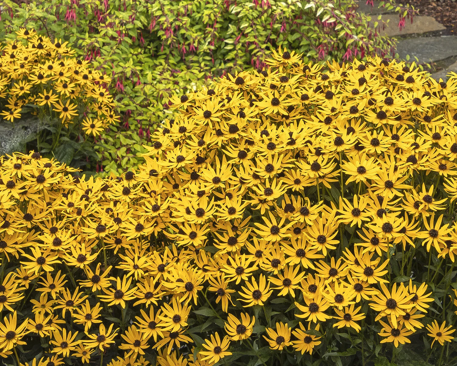 Little Goldstar Black-Eyed Susan 2 Little Goldstar Black-Eyed Susan
