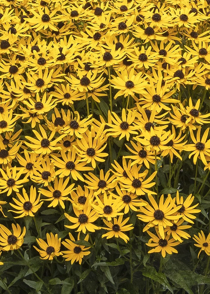 Little Goldstar Black-Eyed Susan 3 Little Goldstar Black-Eyed Susan
