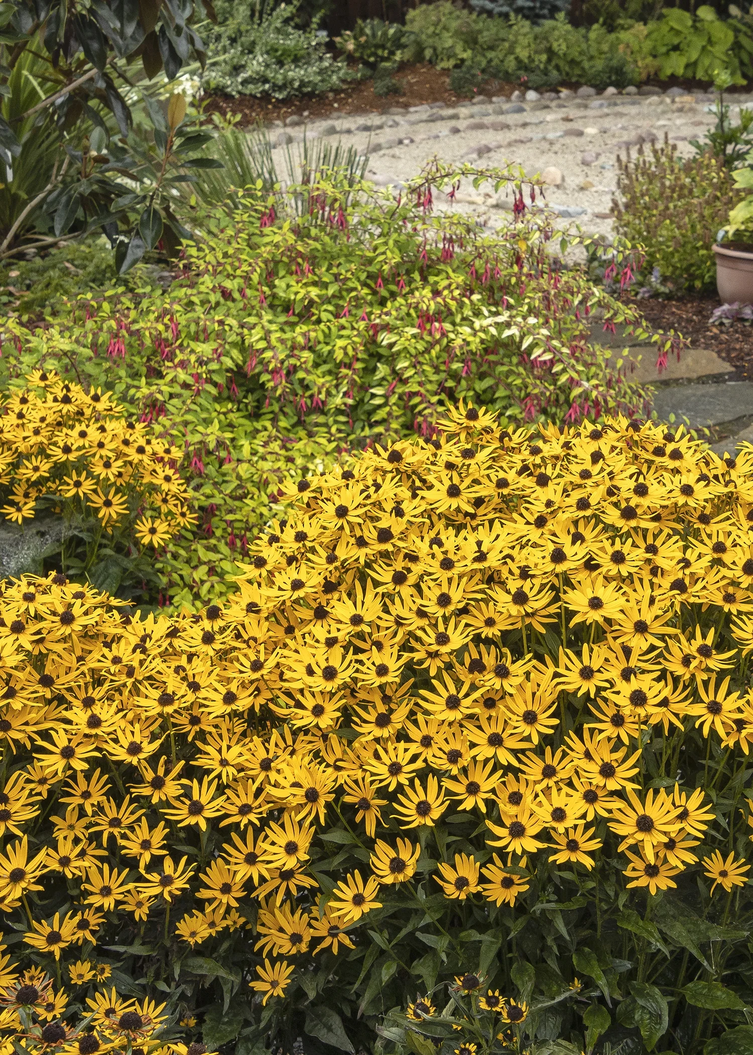 Little Goldstar Black-Eyed Susan 4 Little Goldstar Black-Eyed Susan