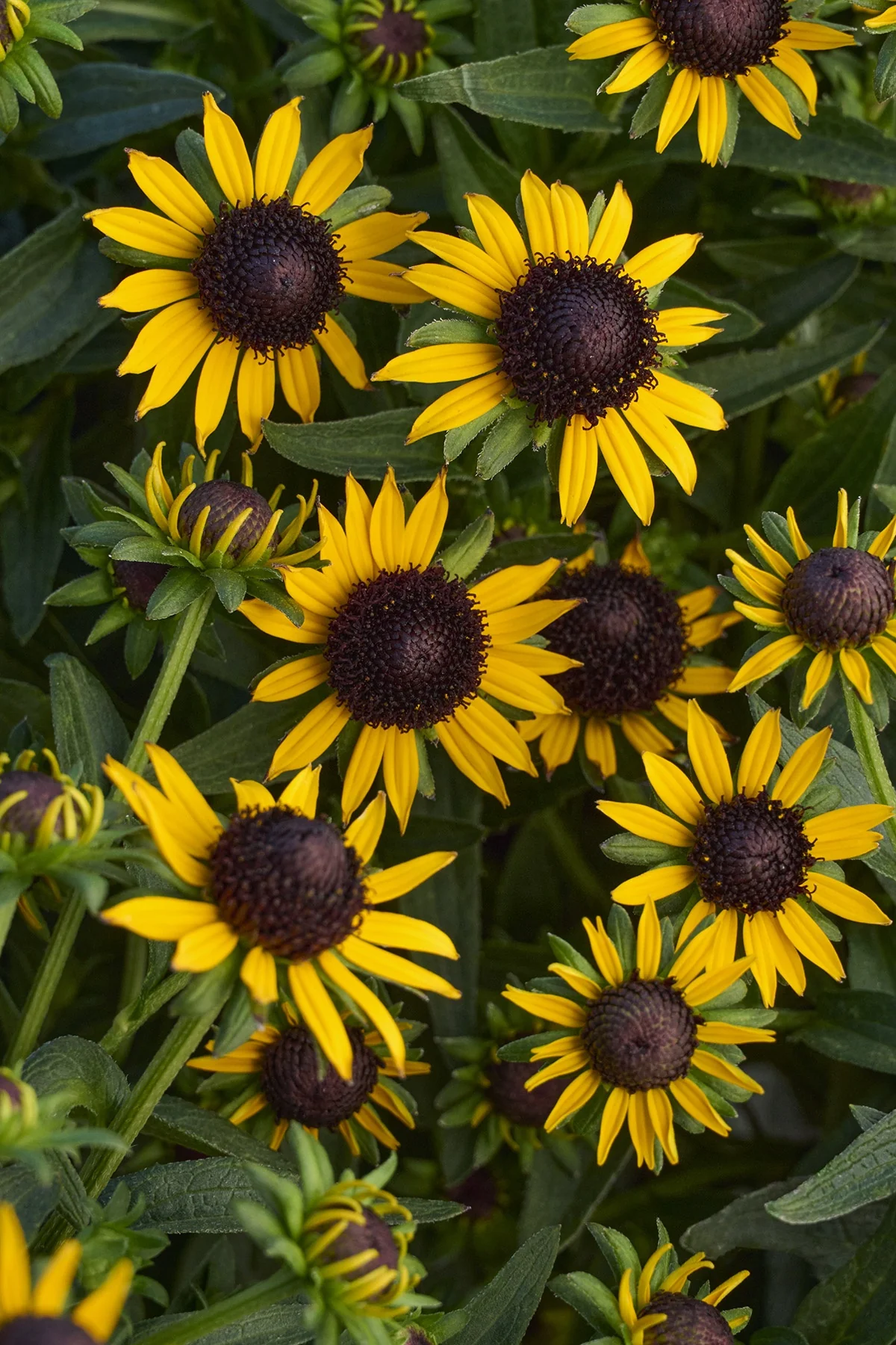 Little Goldstar Black-Eyed Susan 5 Little Goldstar Black-Eyed Susan