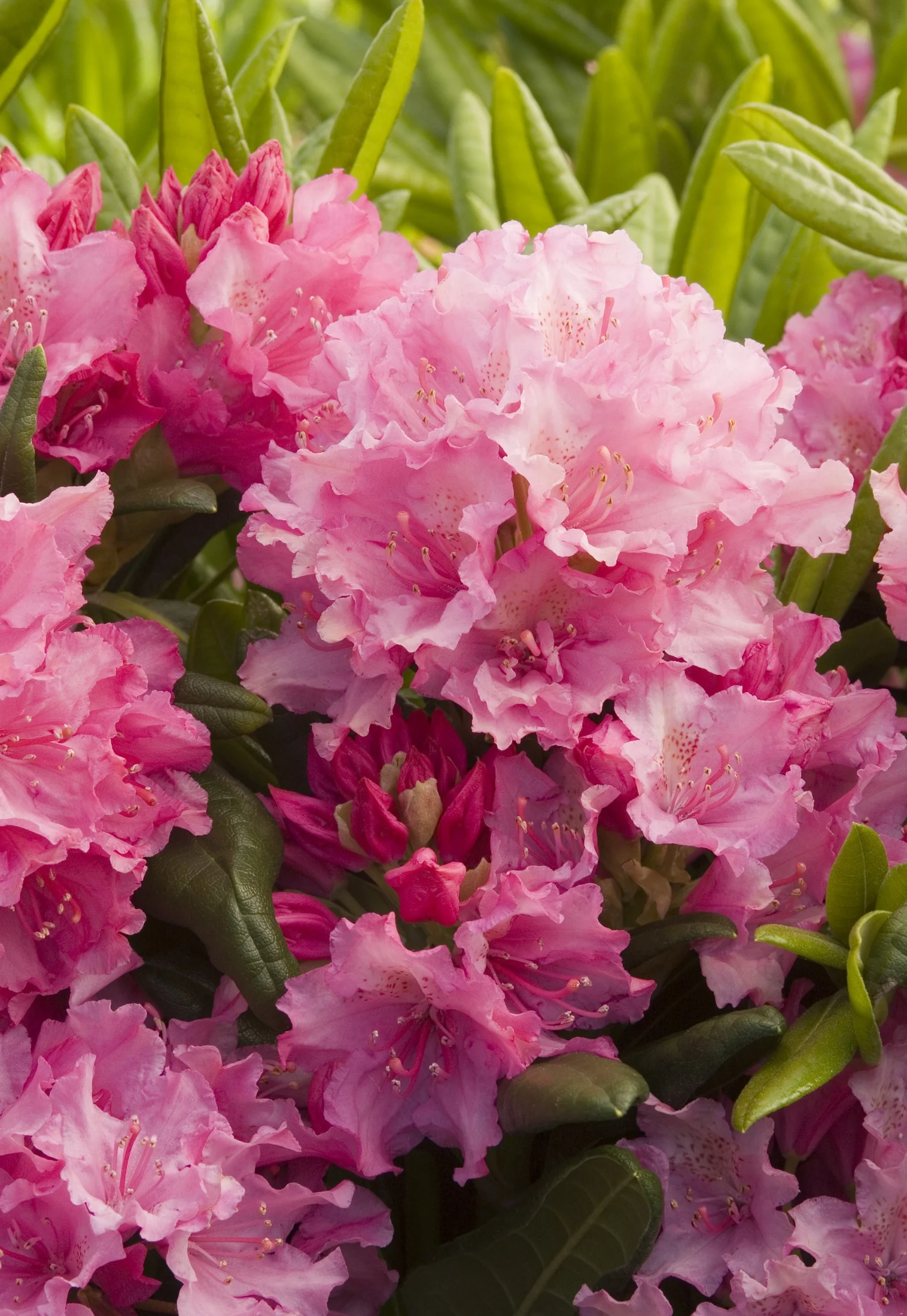 Haaga Rhododendron 10 Haaga Rhododendron